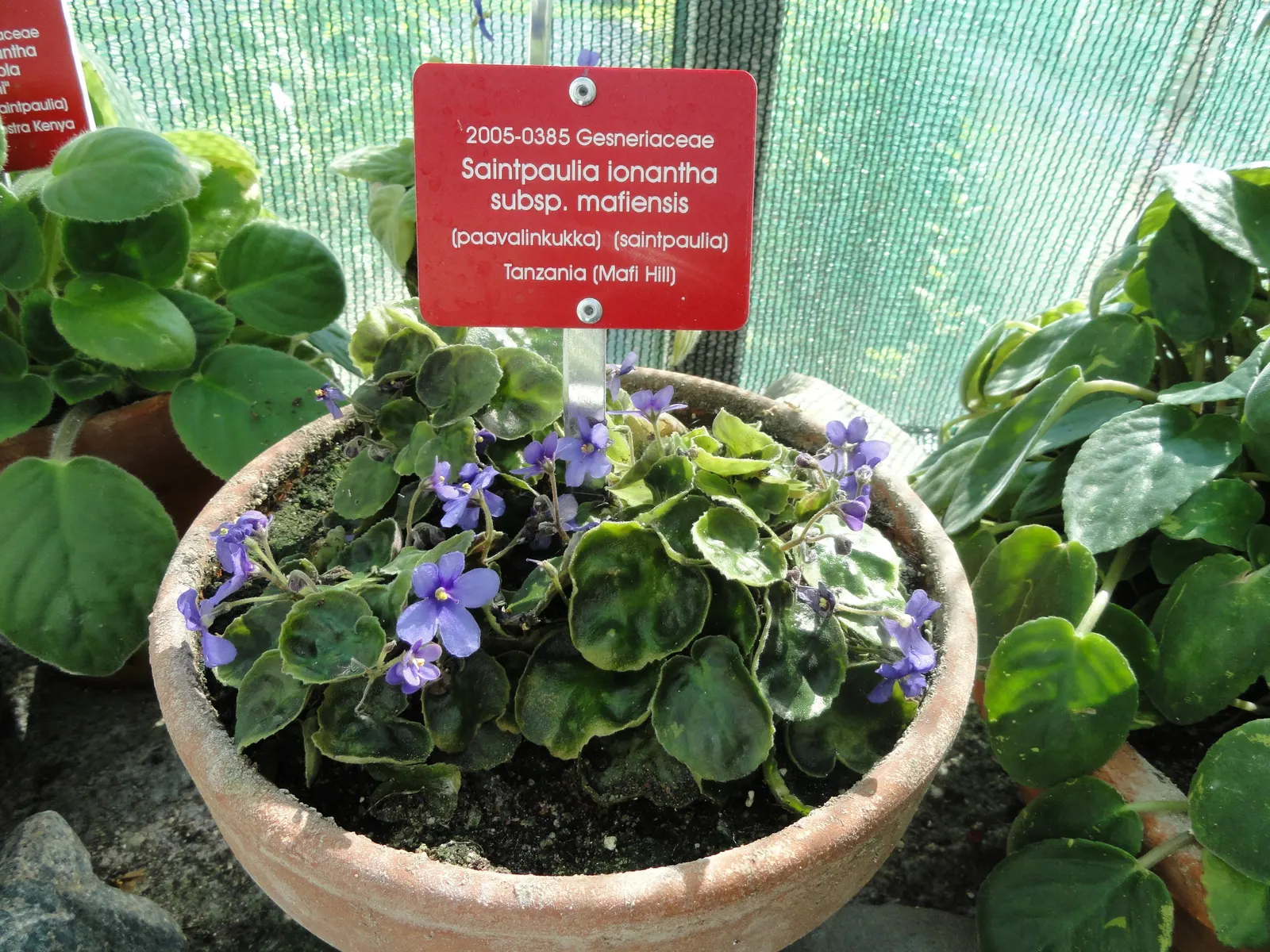 African Violet (Saintpaulia Ionantha) — often flowering several times a year; african Violets will reward with continuous blooms, image 100