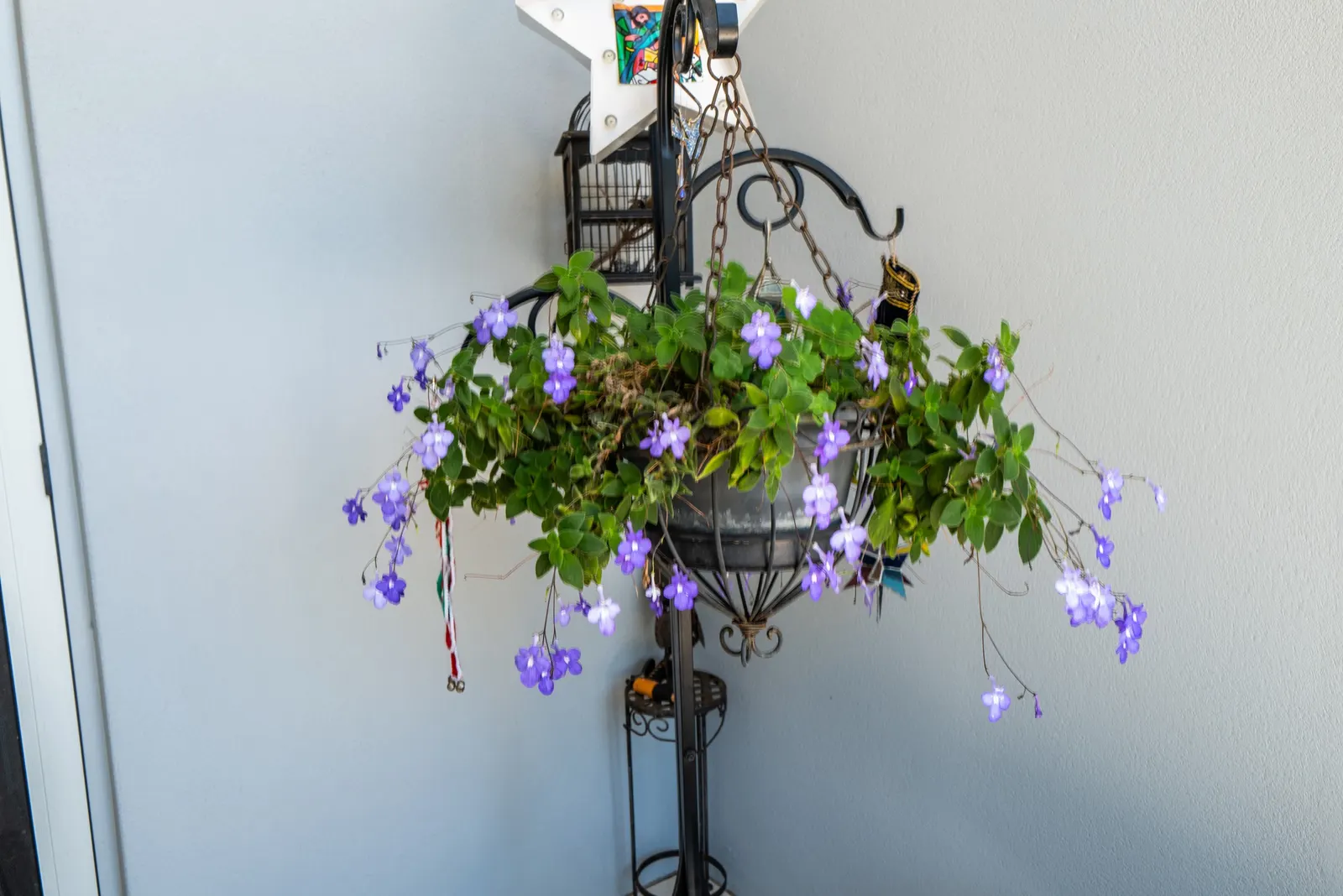 African Violet (Saintpaulia Ionantha) — perennial flowering plant native to Tanzania and Kenya's cloud forests; scientifically known as Saintpaulia, image 61