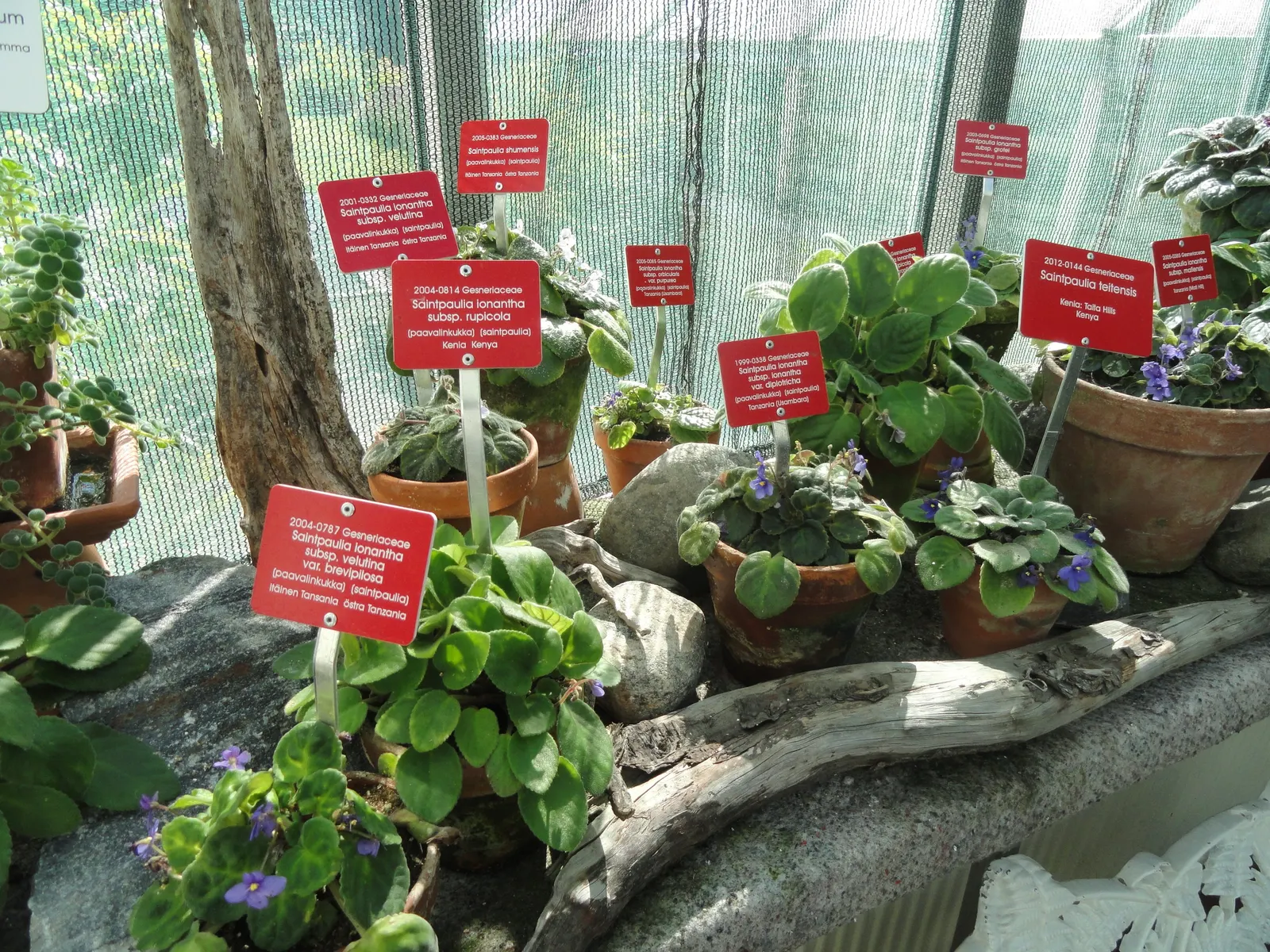 African Violet (Saintpaulia Ionantha) — yet demands adequate drainage to prevent root rot - a typical pitfall for over-watered specimens; watering from below