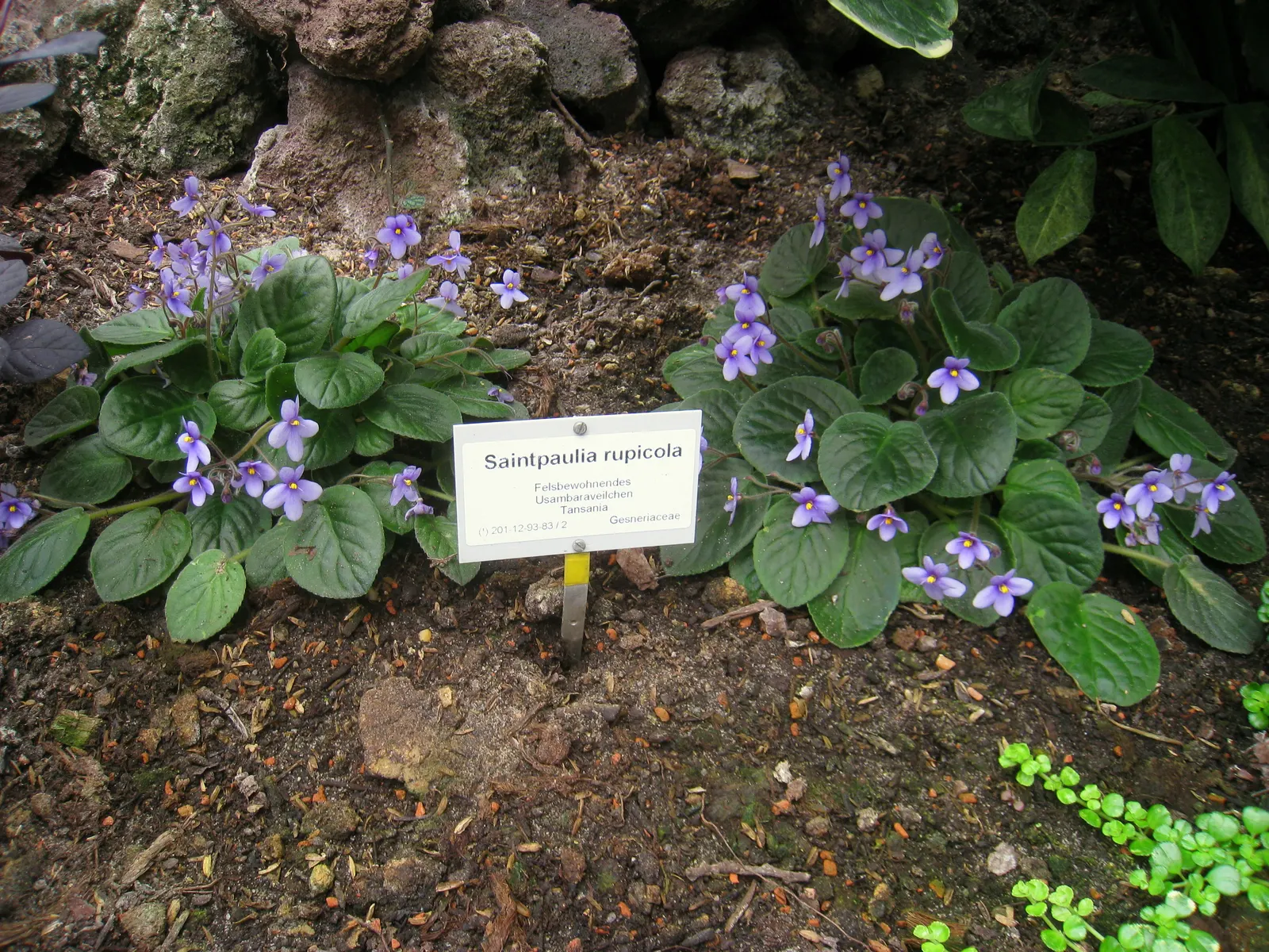 African Violet (Saintpaulia Ionantha) — It prefers consistently moist soil; blue and multi-colored and pink and purple and red and violet and white, image 119