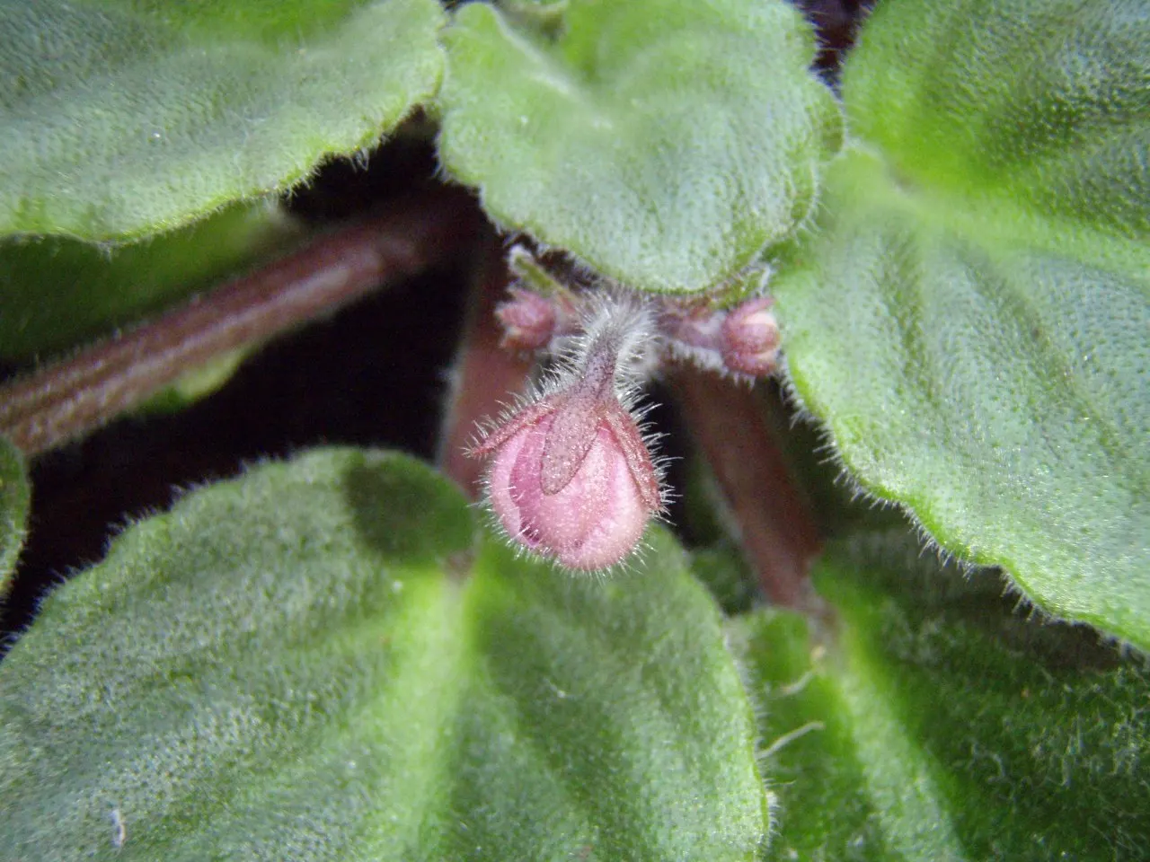 African Violet (Saintpaulia Ionantha) — African Violets should be watered from below to avoid wetting the leaves and crown; furry leaves that span from 2 to 6