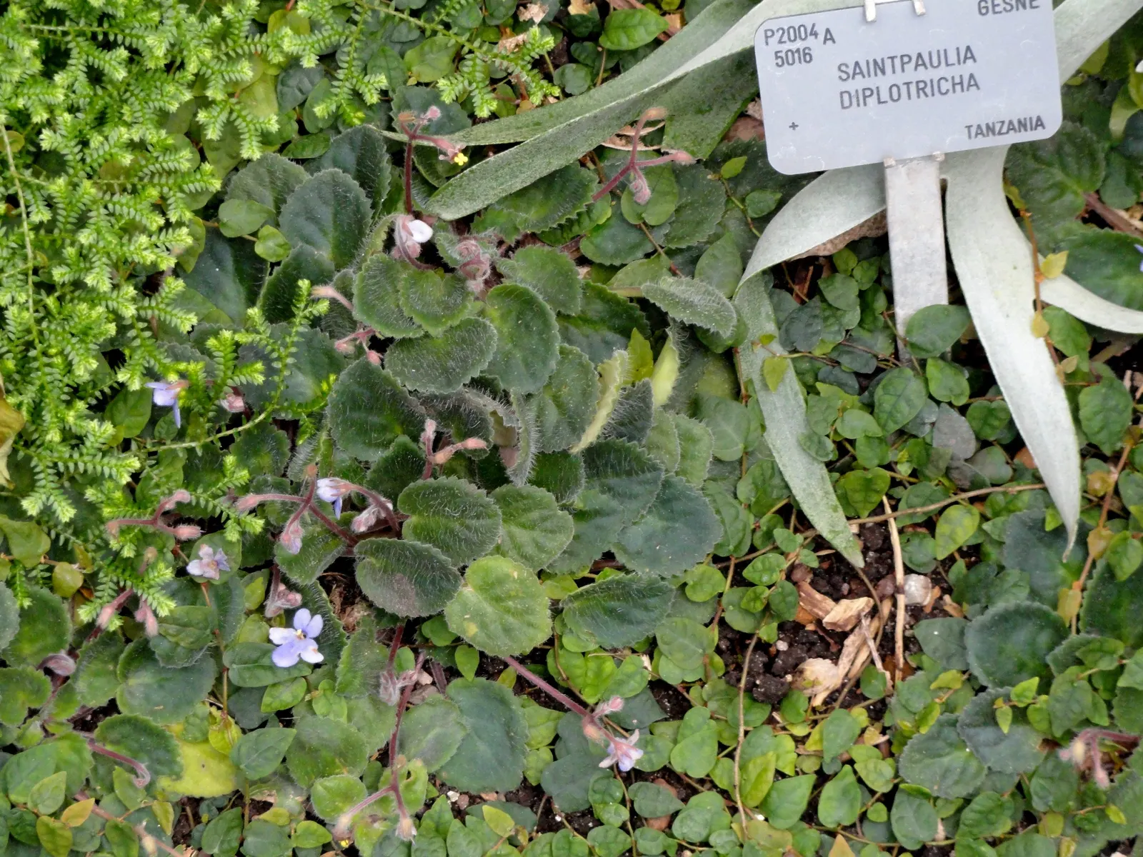African Violet (Saintpaulia Ionantha) — scientifically known as Saintpaulia ionantha; the African Violet (Saintpaulia ionantha) adds a tropical, image 112