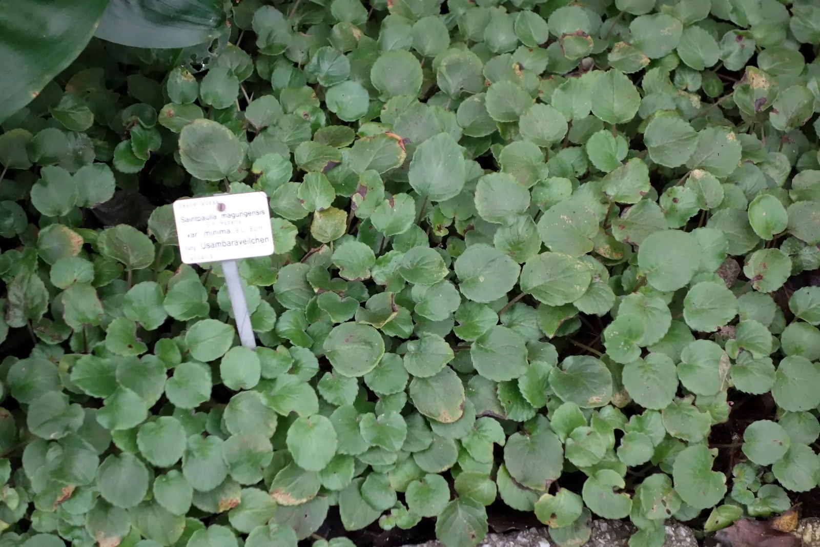 African Violet (Saintpaulia Ionantha) — This petite evergreen perennial thrives indoors; they are sensitive to cold drafts and temperature fluctuations, so