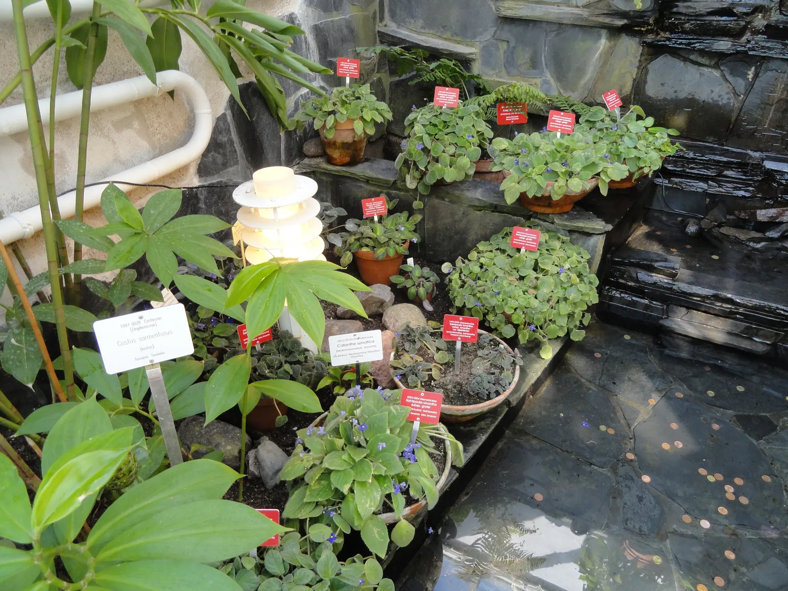 African Violet (Saintpaulia Ionantha) — and bi-colored varieties.<br><br>Saintpaulia ionantha thrives in indirect