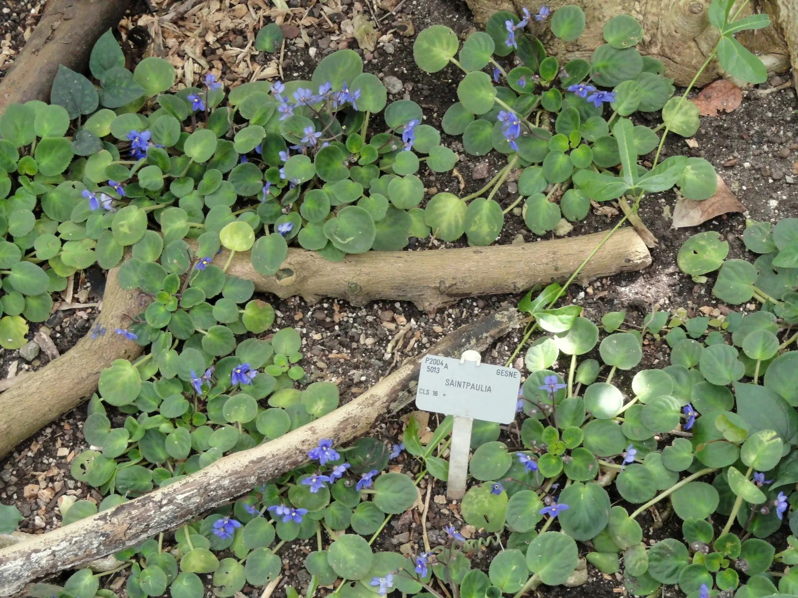 African Violet (Saintpaulia Ionantha) — African Violets will reward with continuous blooms; away from direct sunbeams which can scorch its delicate, image 99
