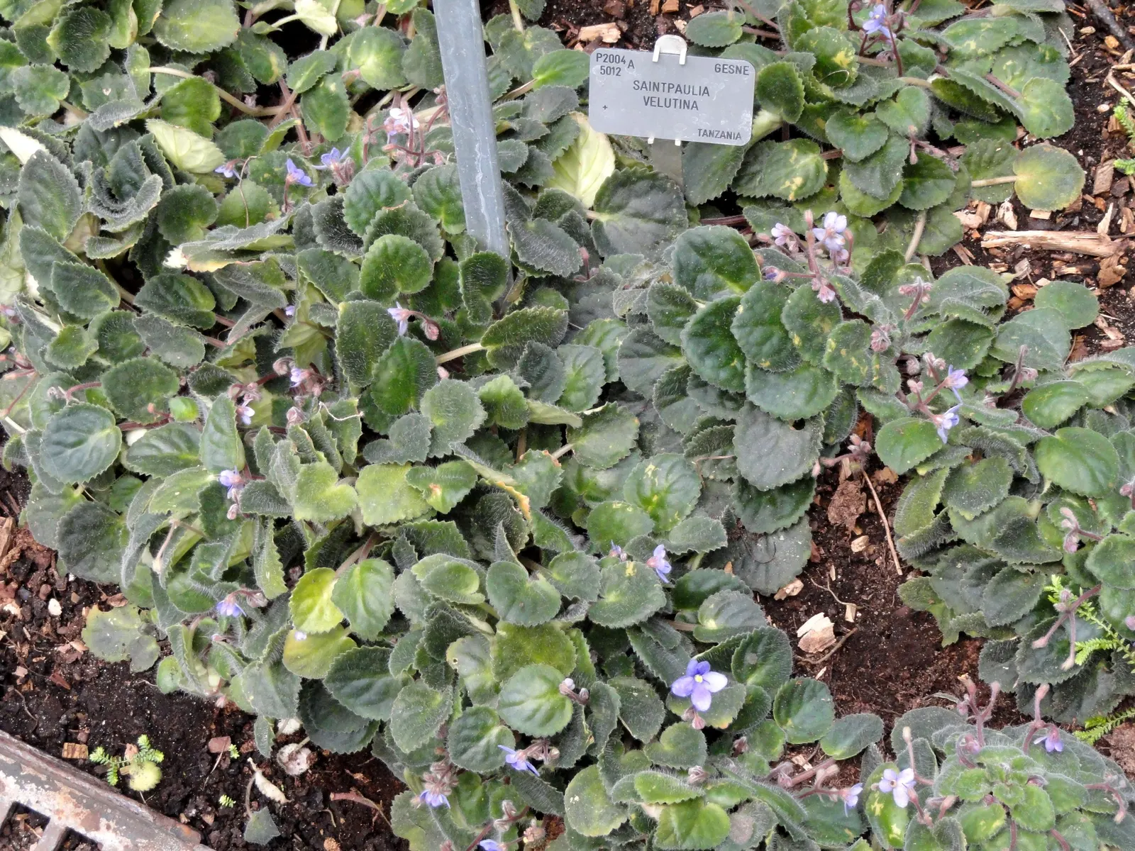 African Violet (Saintpaulia Ionantha) — They are sensitive to cold drafts and temperature fluctuations, so placement stability is paramount; when, image 70