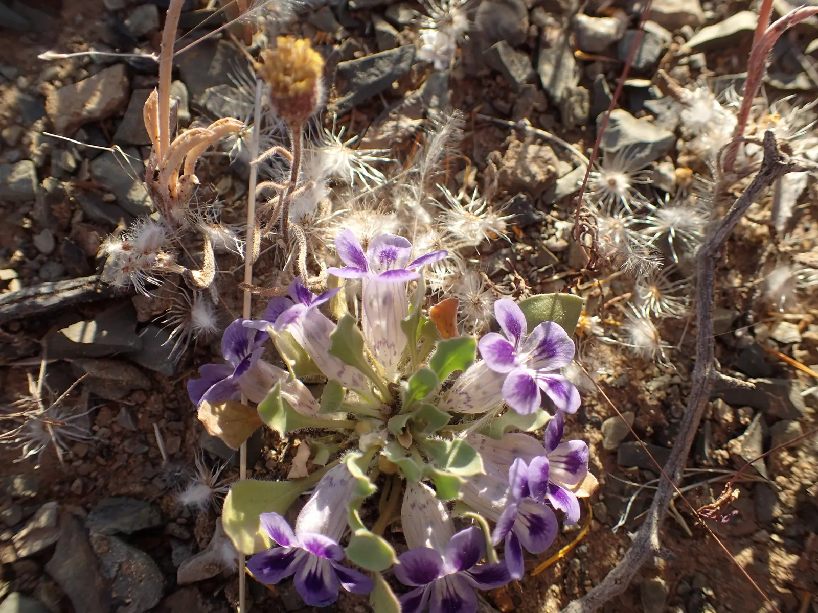 African Violet (Saintpaulia Ionantha) — perennial with blue and multi-colored and pink and purple and red and violet and white and yellow blooms, image 77