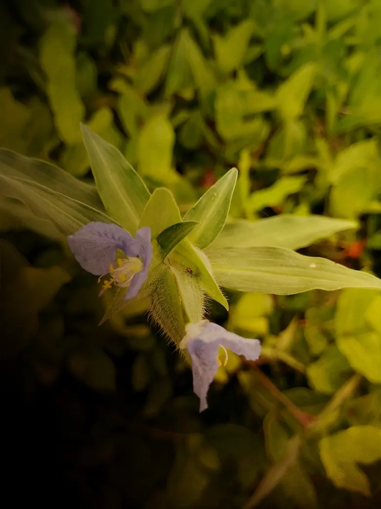 African Violet (Saintpaulia Ionantha) — yet demands adequate drainage to prevent root rot - a typical pitfall for over-watered specimens; watering, image 68