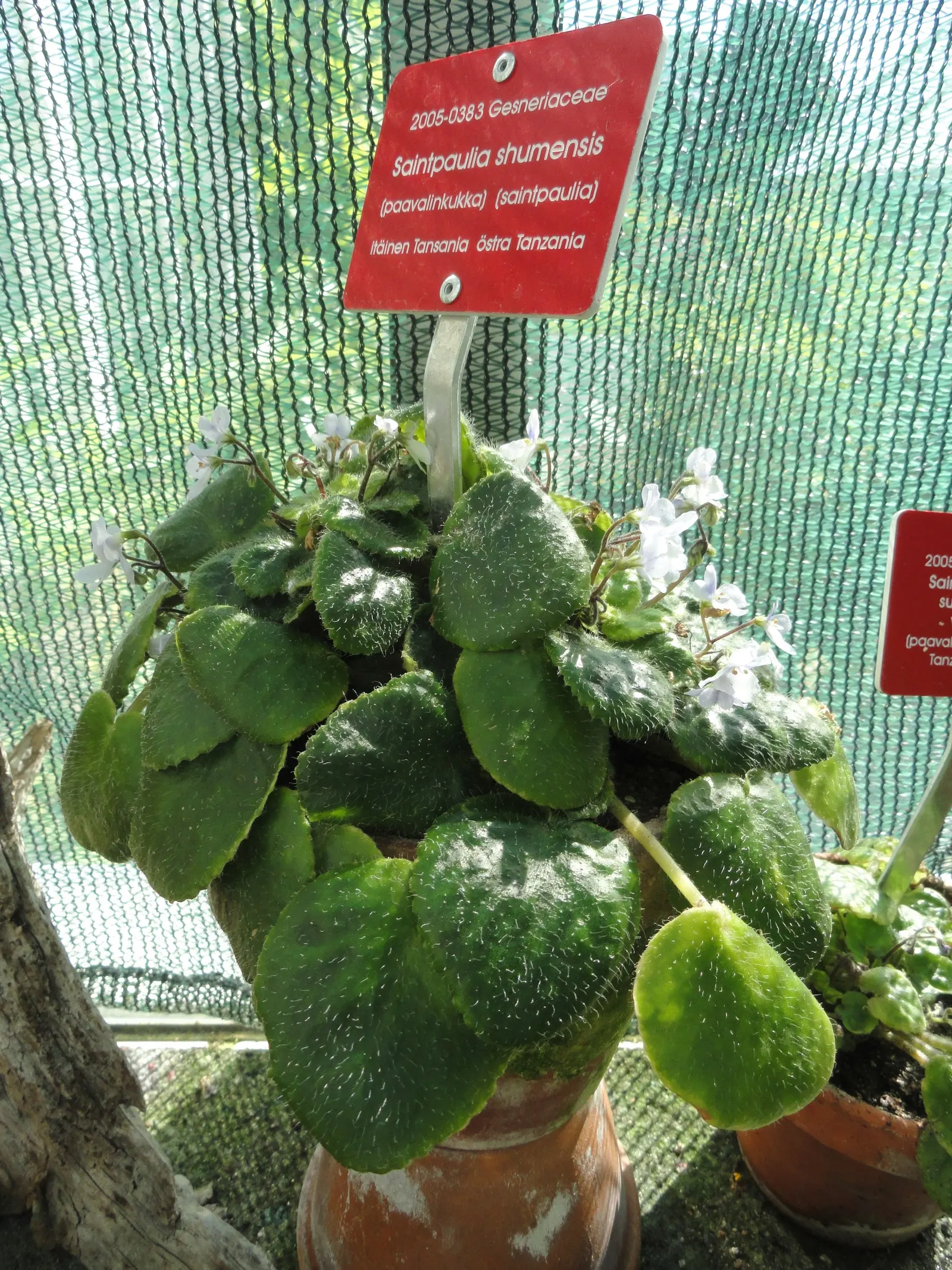 African Violet (Saintpaulia Ionantha) — The African Violet (Saintpaulia ionantha) adds a tropical flair with its velvety