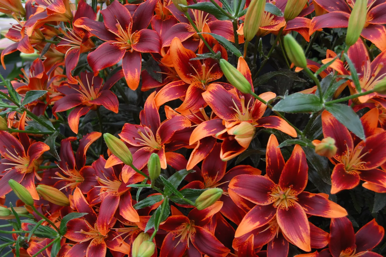 Bluff Lettuce (Dudleya Farinosa) — succulent with red blooms