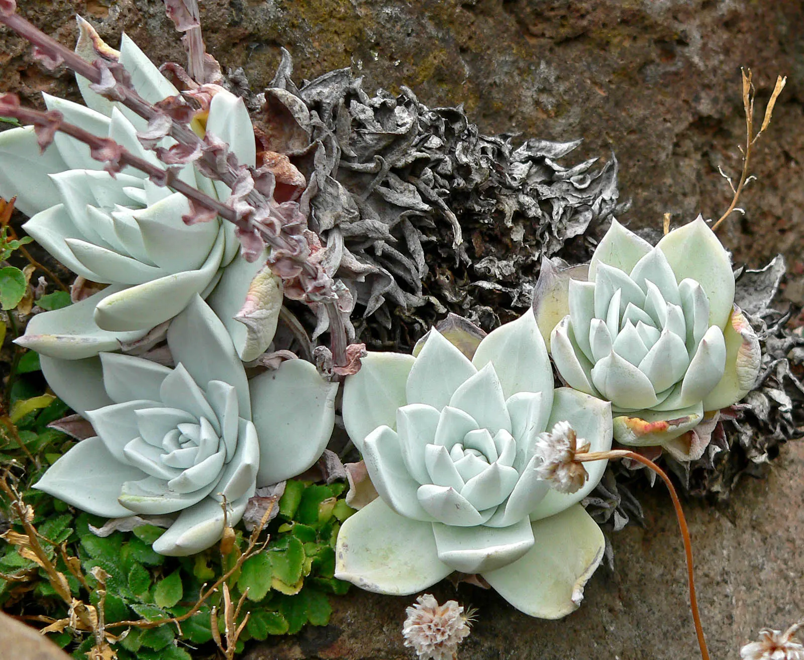 Bluff Lettuce (Dudleya Farinosa) — tapered leaves are coated with a powdery bloom; these rosettes feature fleshy, spoon-shaped leaves with a, image 73