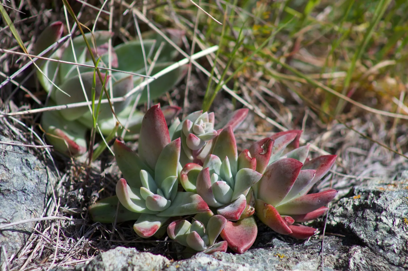 Bluff Lettuce (Dudleya Farinosa) — the Dudleya farinosa sends up flowering stalks that can stand up to two feet tall; the Live Forever, Dudleya, image 76