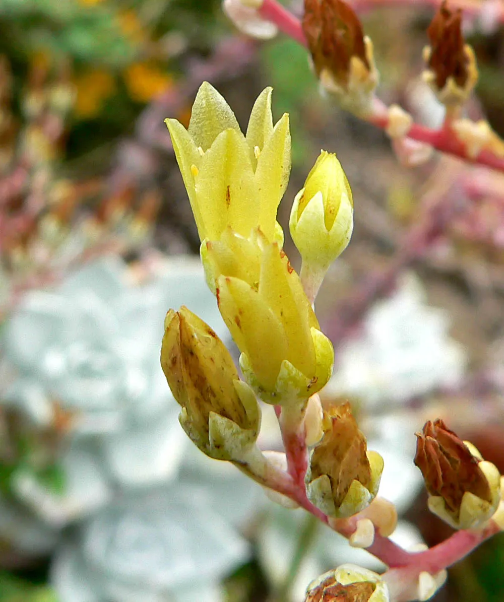 Bluff Lettuce (Dudleya Farinosa) — from late spring to early summer; perfectly suited for xeriscaping or rock gardens, image 75