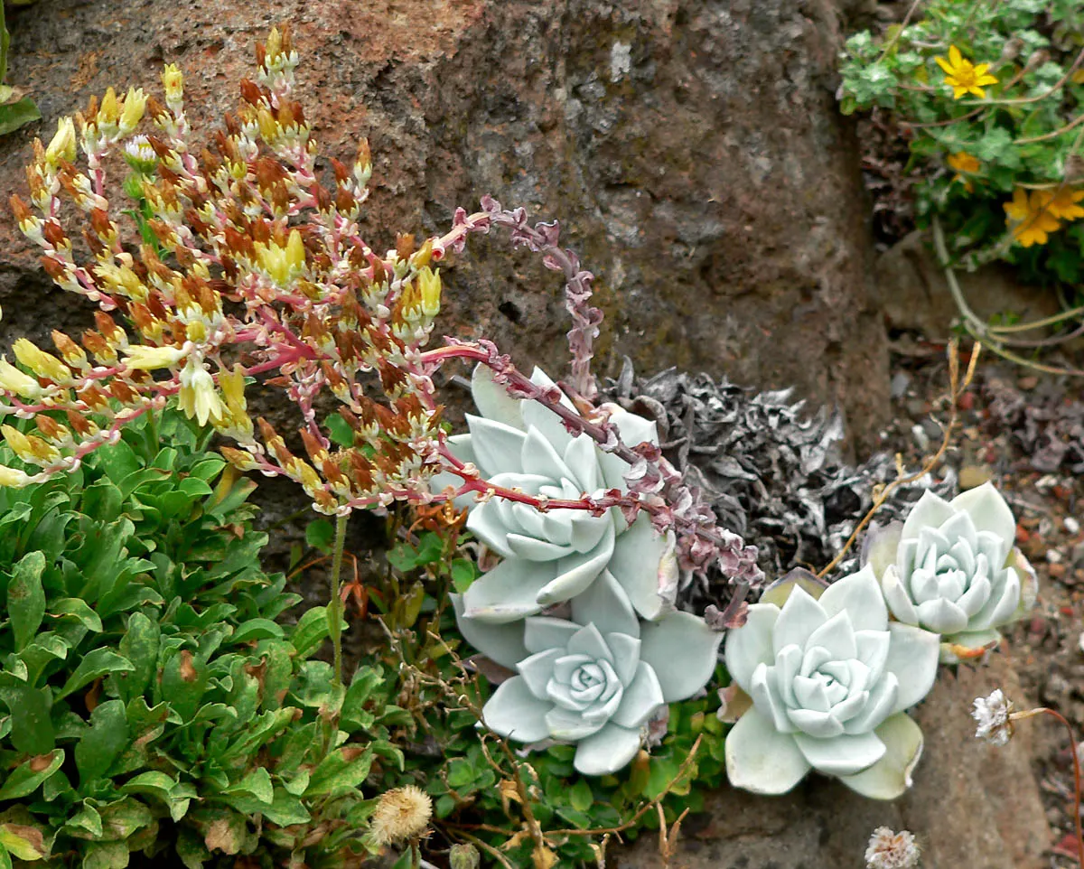 Bluff Lettuce (Dudleya Farinosa) — The Live Forever, Dudleya farinosa, is a perennial succulent forming rosettes up to 12 inches wide; adding, image 67