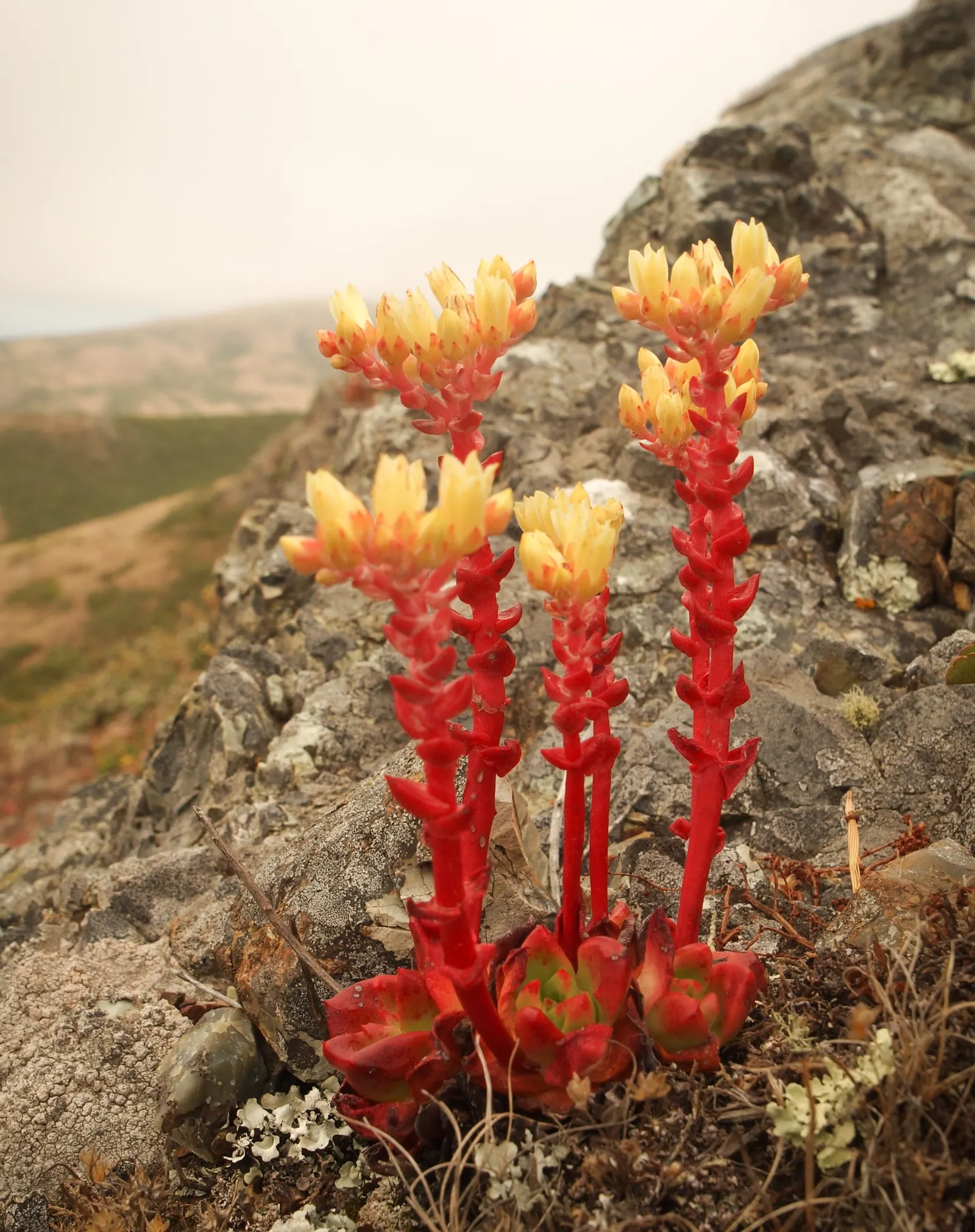 Bluff Lettuce (Dudleya Farinosa) — the Dudleya farinosa sends up flowering stalks that can stand up to two feet tall