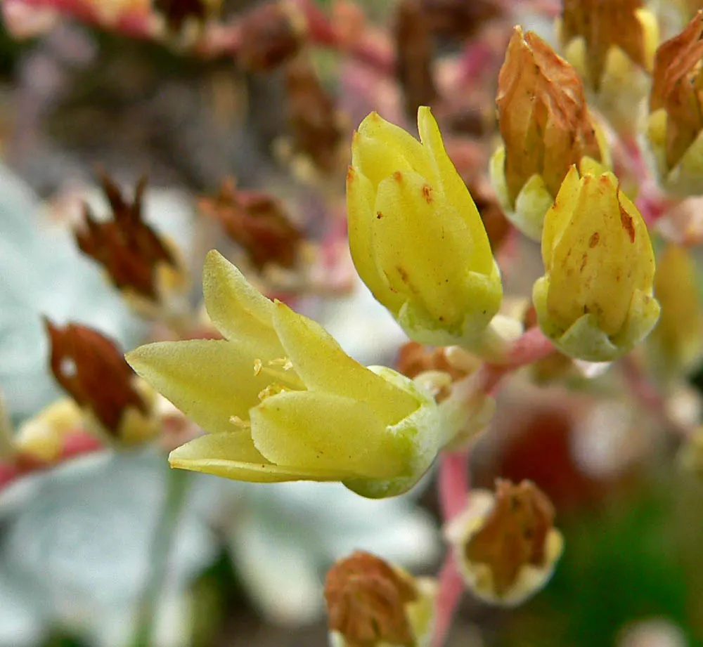 Bluff Lettuce (Dudleya Farinosa) — which contributes to its characteristic chalky blue-green hue; from late spring to early summer, image 74