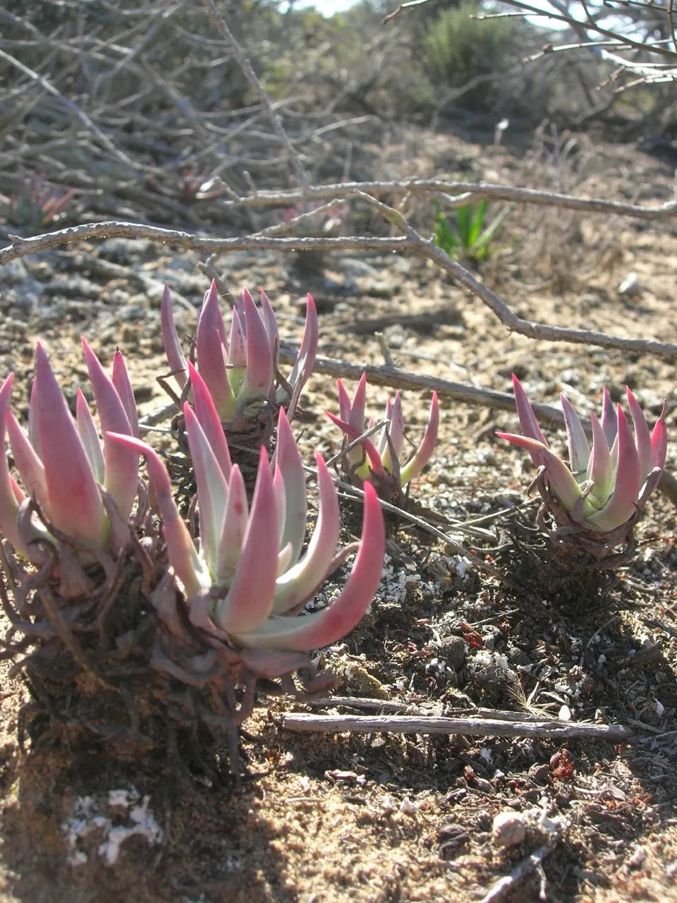 Bluff Lettuce (Dudleya Farinosa) — This distinctive plant is celebrated for its low-maintenance qualities and its striking appearance; to ensure, image 72