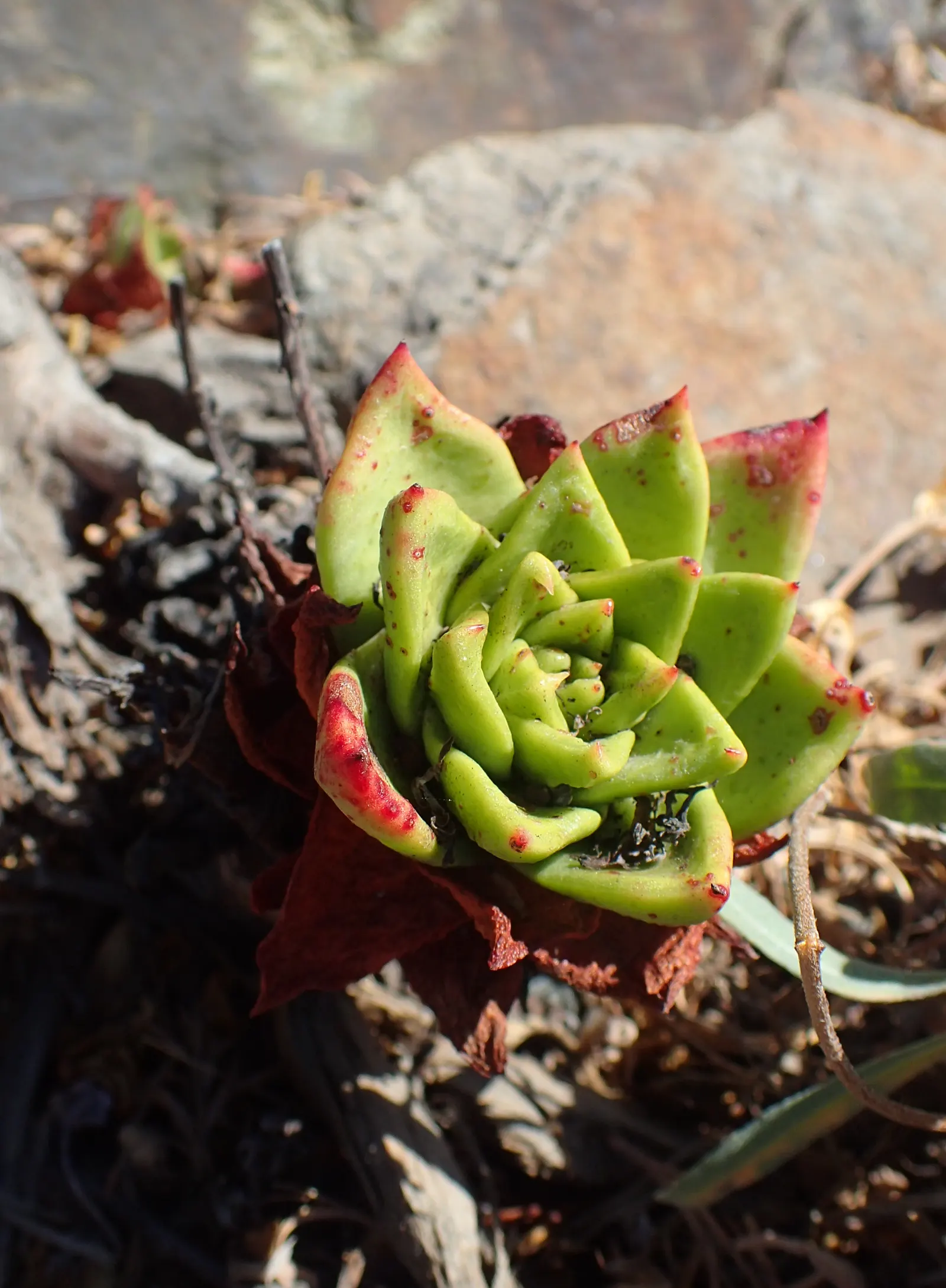 Bluff Lettuce (Dudleya Farinosa) — adding vibrant contrast to rock gardens or coastal landscapes; it thrives in USDA zones 9-11 and prefers, image 70