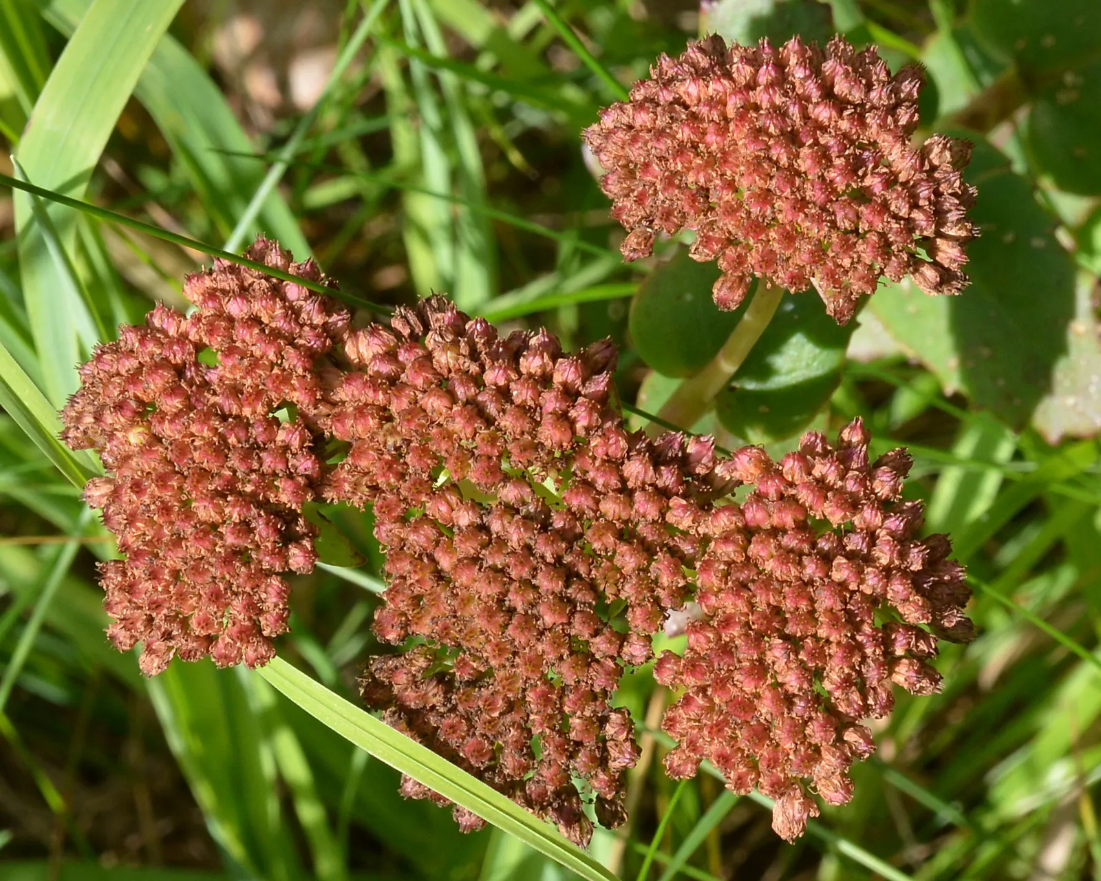 Bluff Lettuce (Dudleya Farinosa) — It thrives in USDA zones 9-11 and prefers well-draining soil with minimal watering
