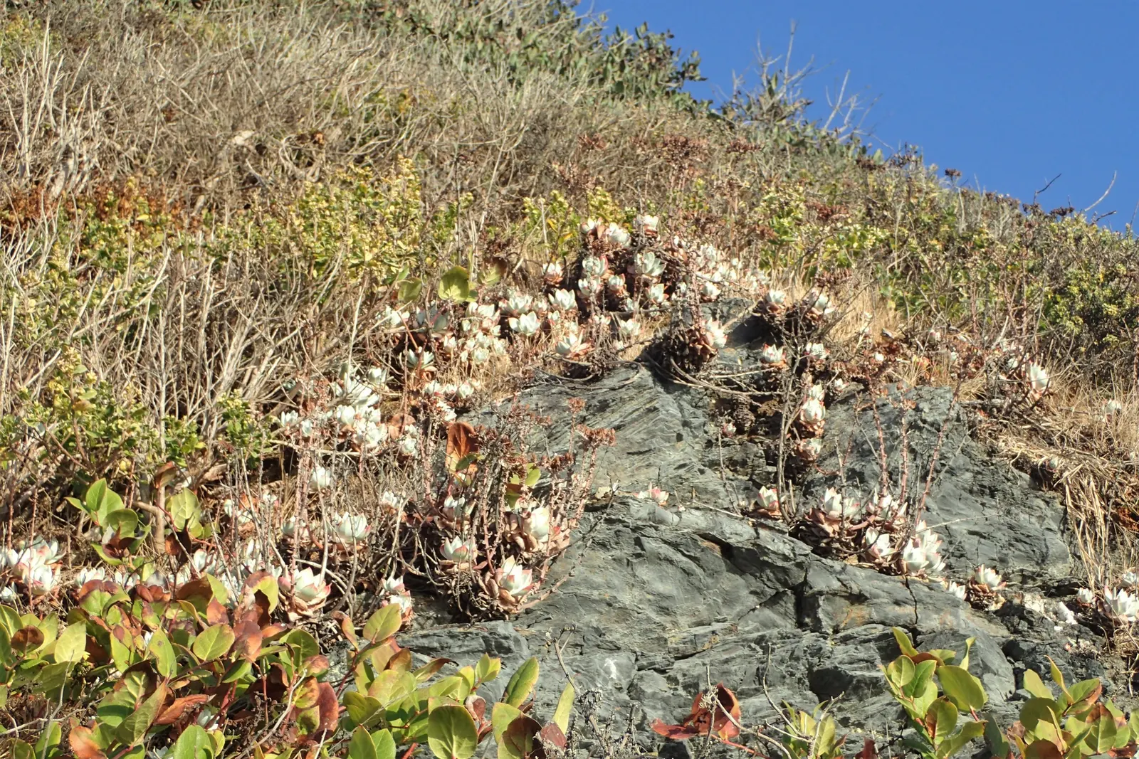 Bluff Lettuce (Dudleya Farinosa) — is an evergreen perennial succulent native to the coastal cliffs and hills of the western United States; the, image 71