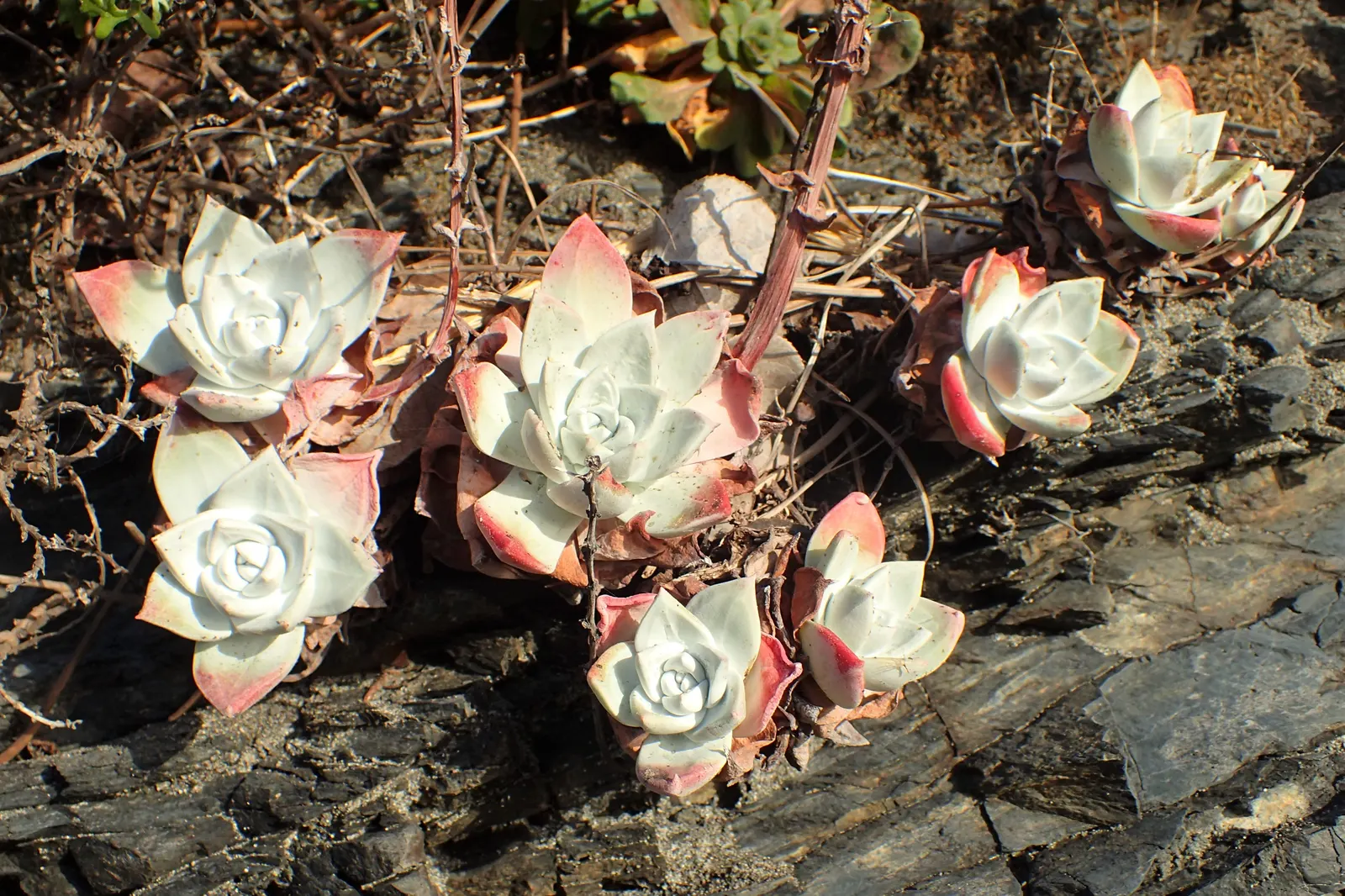 Bluff Lettuce (Dudleya Farinosa) — It thrives in USDA zones 9-11 and prefers well-draining soil with minimal watering; coupled with a seasonal, image 69