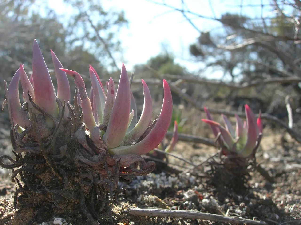 Bluff Lettuce (Dudleya Farinosa) — adding vibrant contrast to rock gardens or coastal landscapes