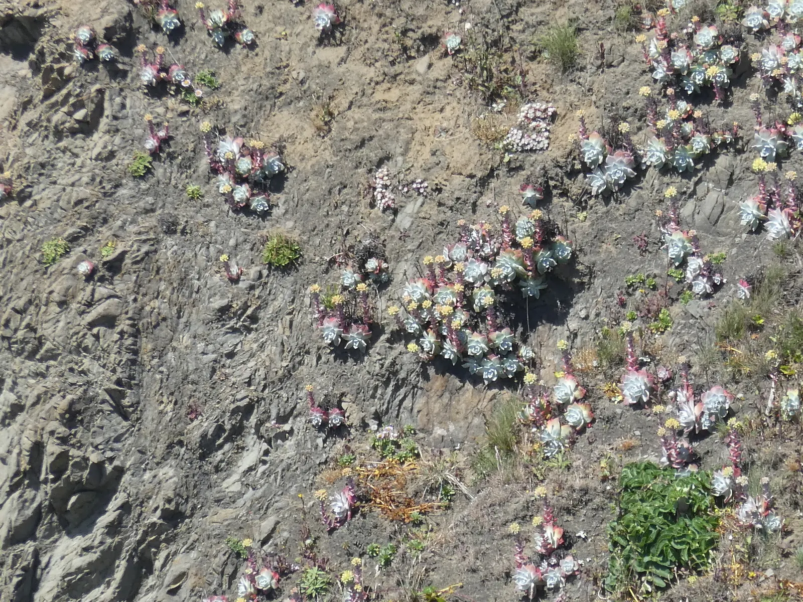 Bluff Lettuce (Dudleya Farinosa) — the Live Forever prefers full sun to partial shade; tapered leaves are coated with a powdery bloom, image 58