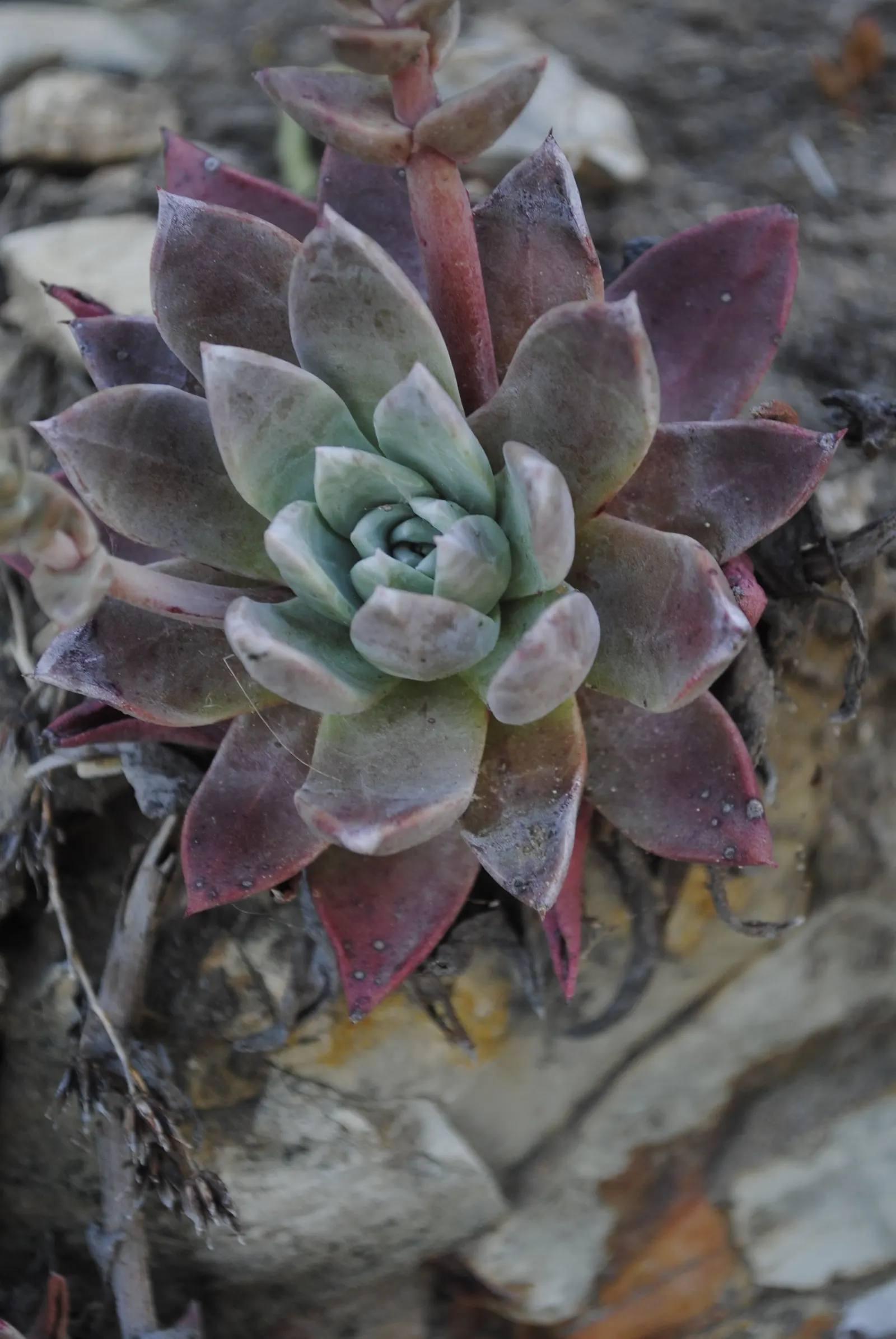 Bluff Lettuce (Dudleya Farinosa) — succulent with red blooms; ranging in color from pale yellow to a striking red hue, image 65
