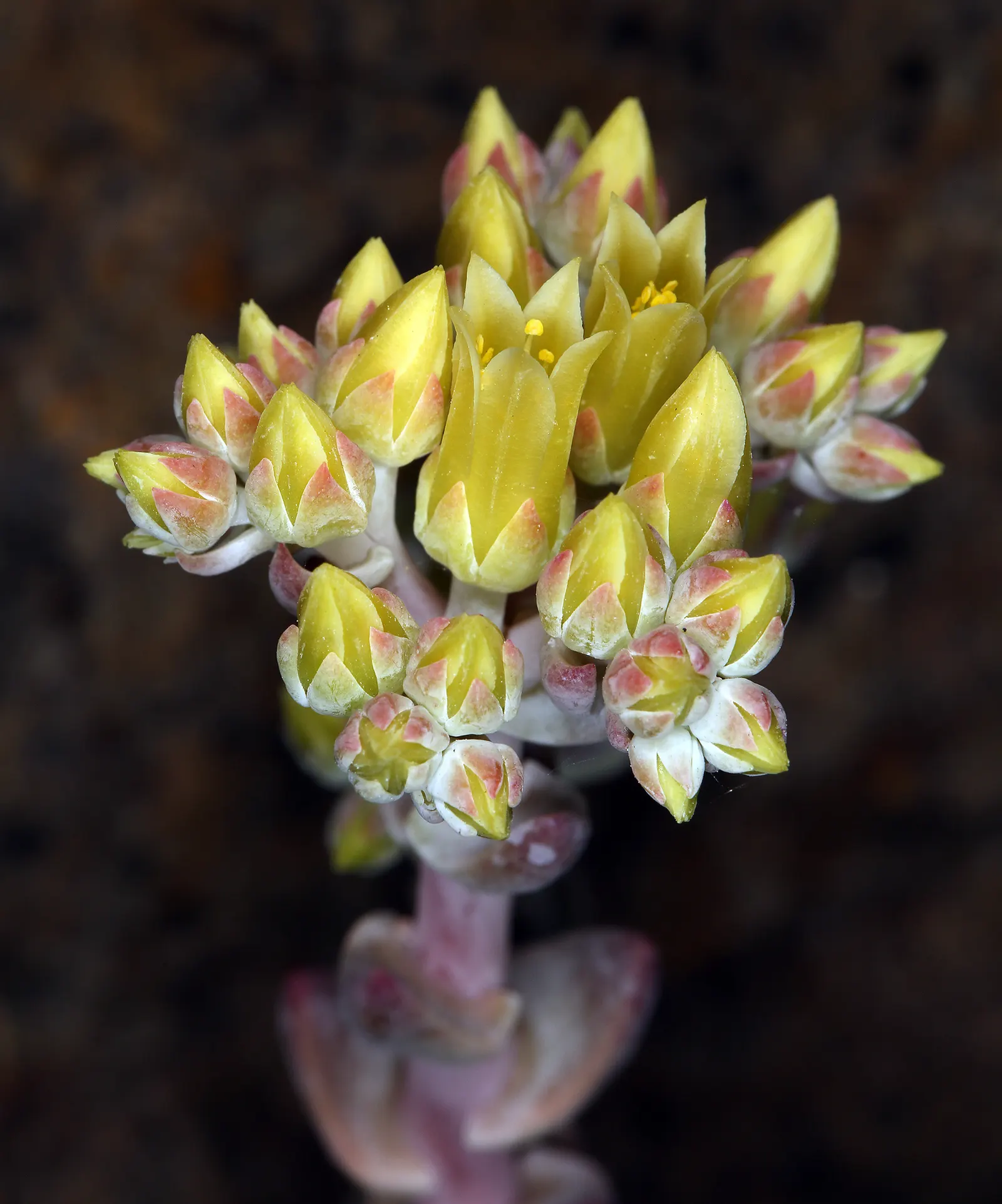 Bluff Lettuce (Dudleya Farinosa) — It thrives in USDA zones 9-11 and prefers well-draining soil with minimal watering; coupled with a seasonal, image 47