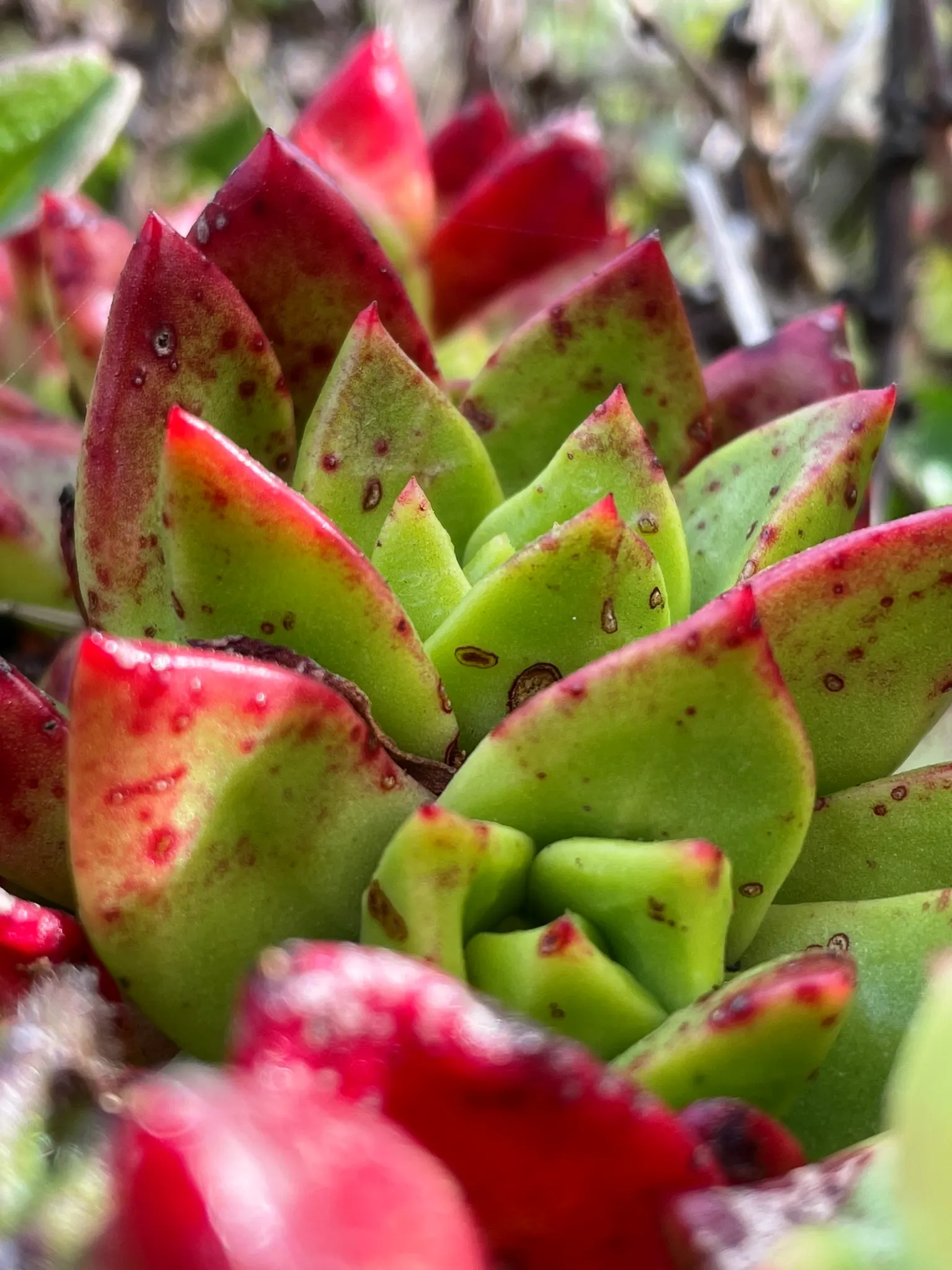 Bluff Lettuce (Dudleya Farinosa) — which contributes to its characteristic chalky blue-green hue