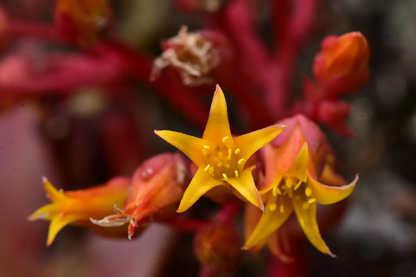 Bluff Lettuce (Dudleya Farinosa) — red flowers in the garden
