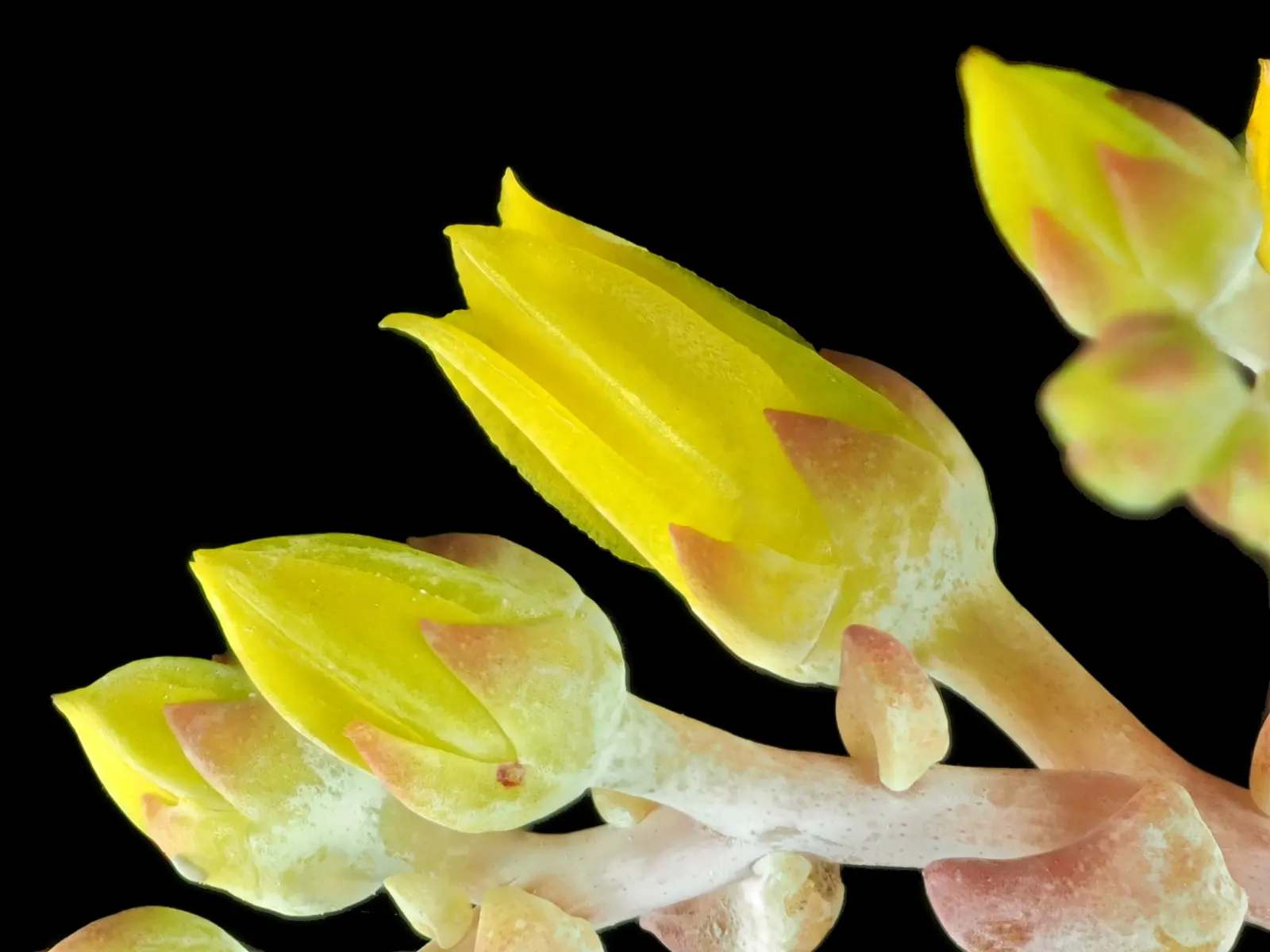 Bluff Lettuce (Dudleya Farinosa) — red flowers in the garden; is an evergreen perennial succulent native to the coastal cliffs and hills of the, image 64