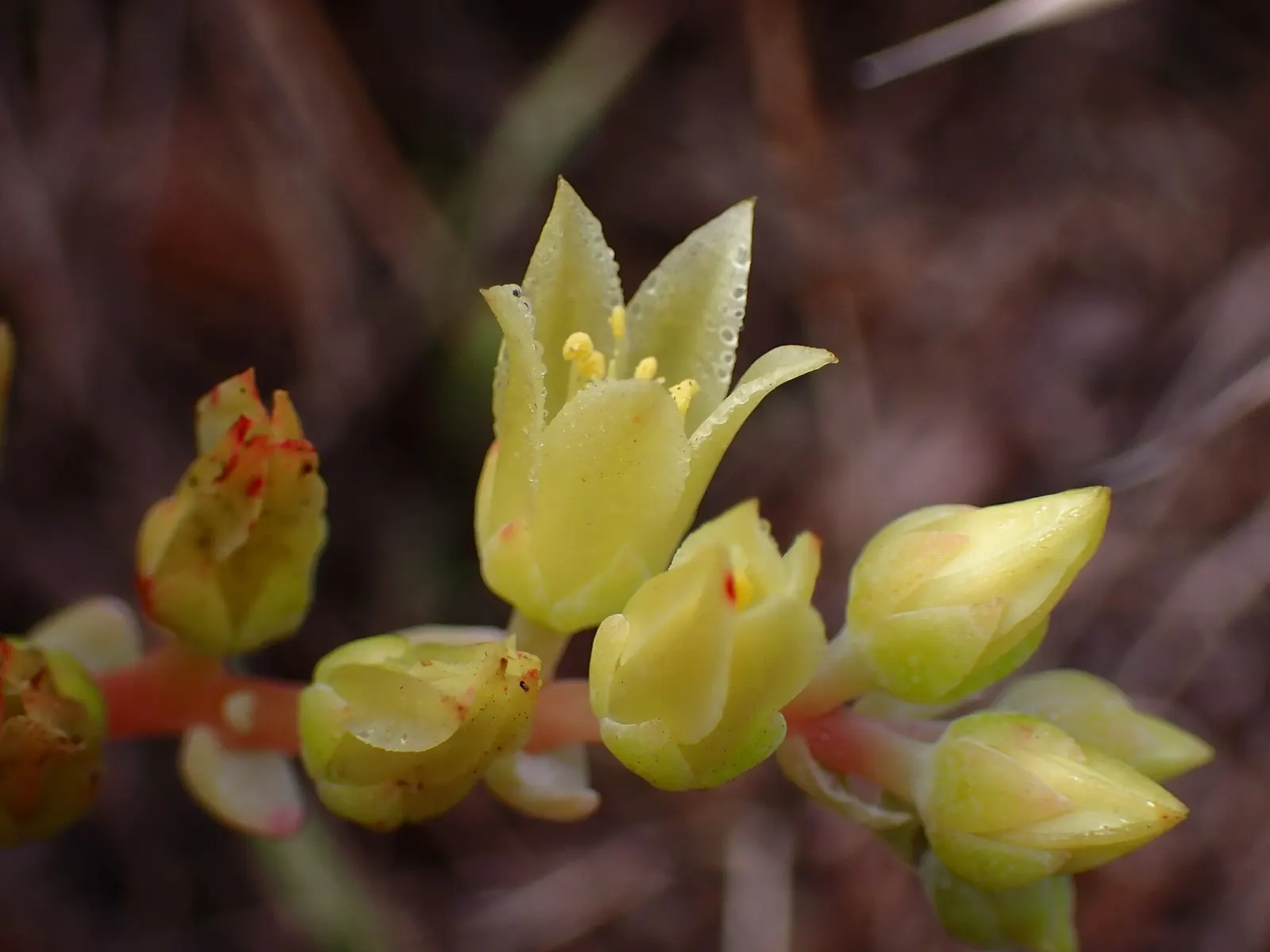 Bluff Lettuce (Dudleya Farinosa) — ranging in color from pale yellow to a striking red hue; it requires well-draining soil and minimal water once, image 56