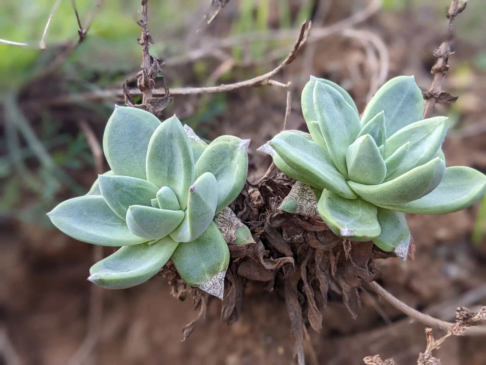 Bluff Lettuce (Dudleya Farinosa) — This distinctive plant is celebrated for its low-maintenance qualities and its striking appearance; to ensure, image 50