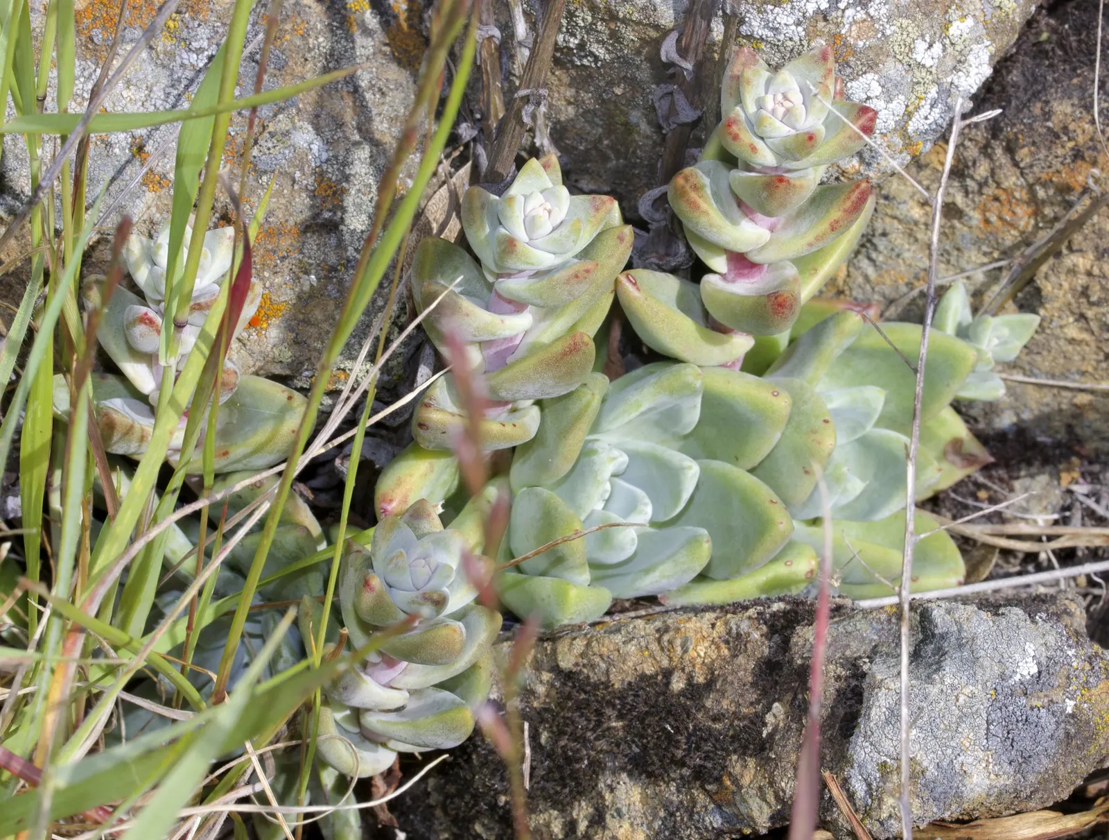 Bluff Lettuce (Dudleya Farinosa) — which contributes to its characteristic chalky blue-green hue; from late spring to early summer, image 52