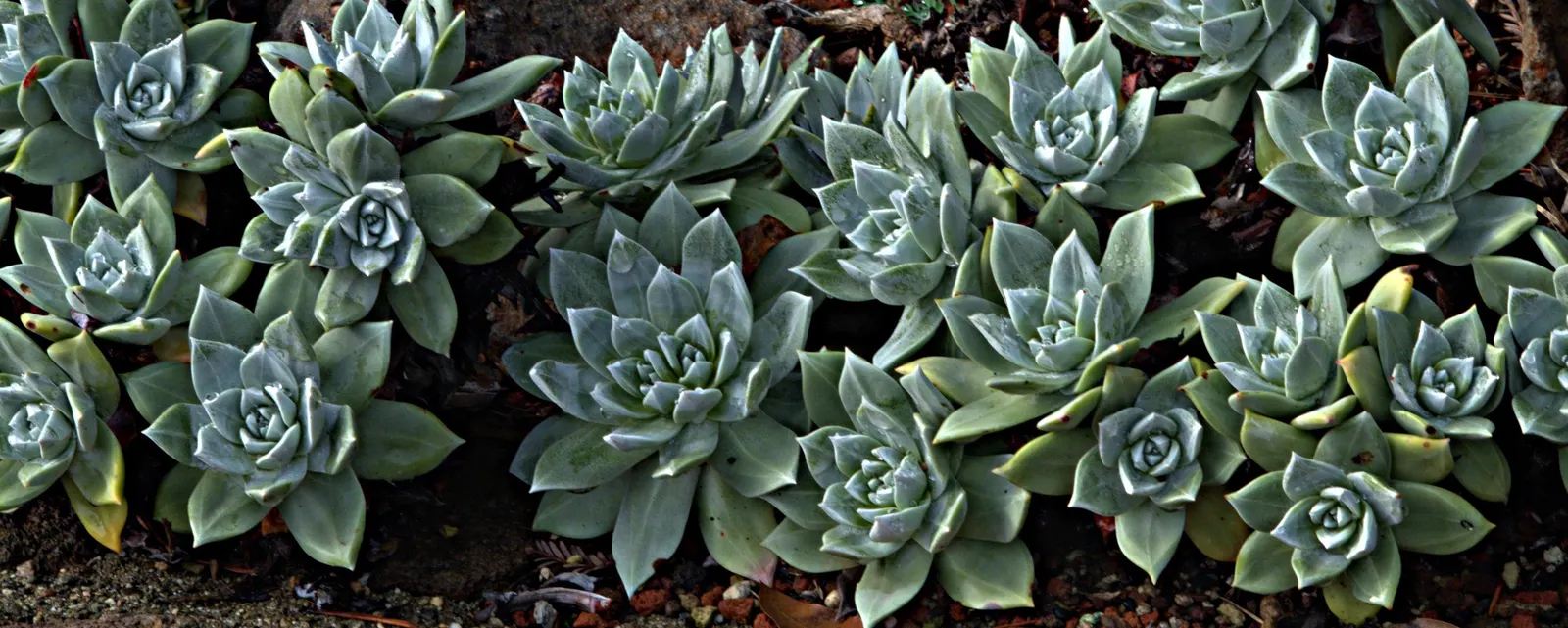 Bluff Lettuce (Dudleya Farinosa) — tapered leaves are coated with a powdery bloom; these rosettes feature fleshy, spoon-shaped leaves with a, image 51