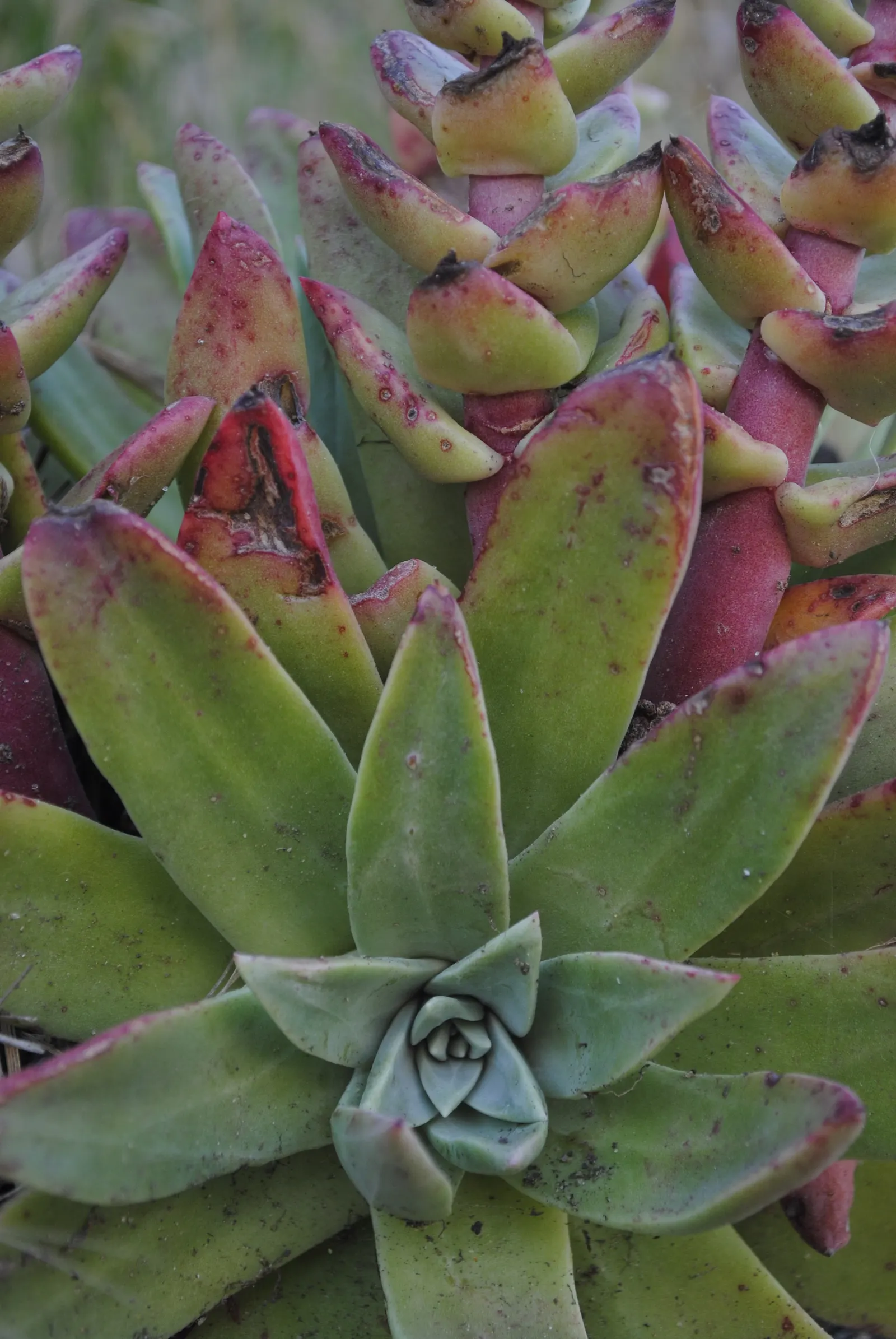 Bluff Lettuce (Dudleya Farinosa) — coupled with a seasonal display of vibrant flowers; depending on the specific species.<br><br>Thriving in USDA, image 62