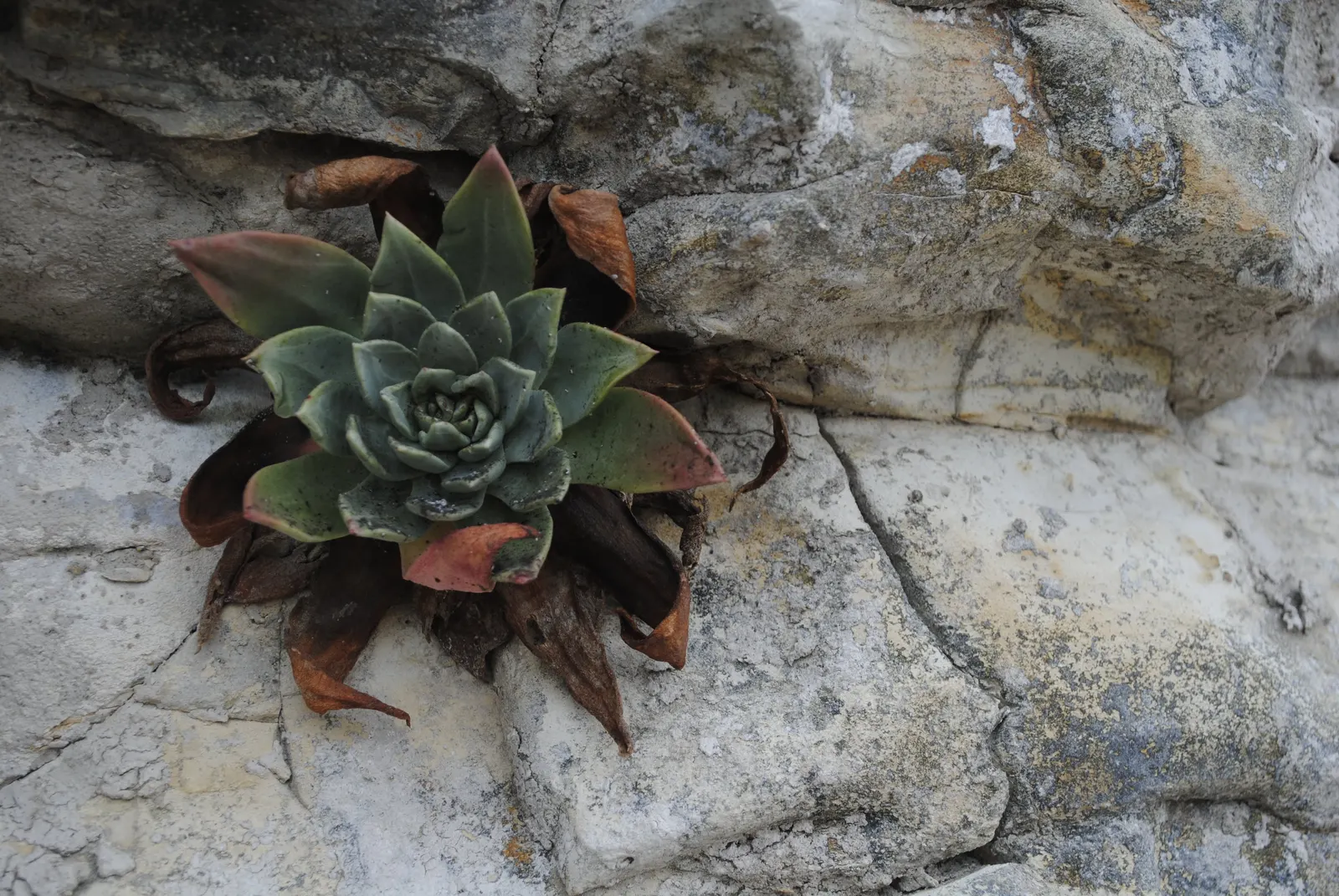 Bluff Lettuce (Dudleya Farinosa) — These rosettes feature fleshy, spoon-shaped leaves with a powdery coating; the stalks showcase clusters of, image 68