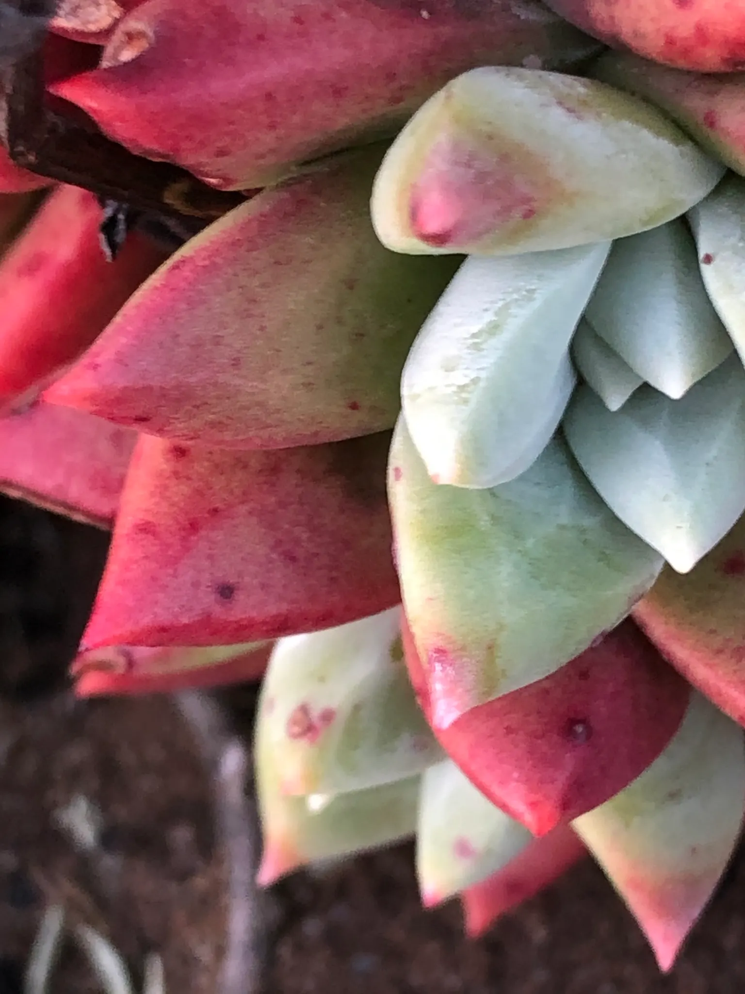 Bluff Lettuce (Dudleya Farinosa) — ranging in color from pale yellow to a striking red hue; it requires well-draining soil and minimal water once established
