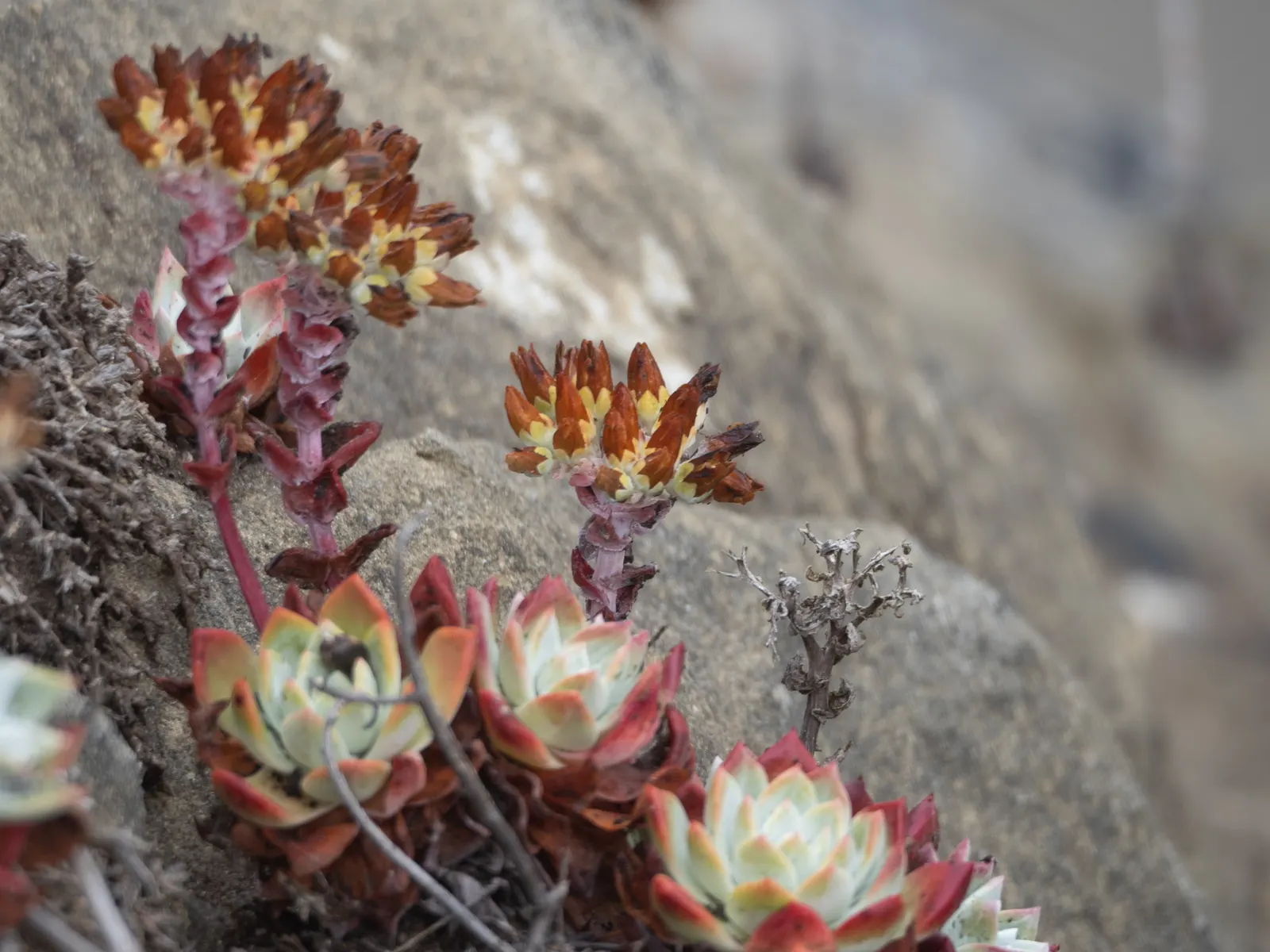 Bluff Lettuce (Dudleya Farinosa) — depending on the specific species.<br><br>Thriving in USDA hardiness zones 9 to 11; succulent for full or half