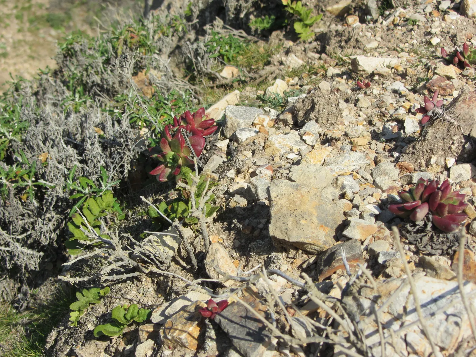 Bluff Lettuce (Dudleya Farinosa) — To ensure adequate drainage and prevent root rot; this distinctive plant is celebrated for its low-maintenance, image 61