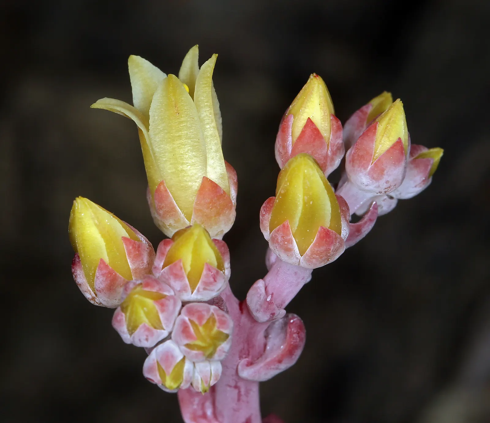 Bluff Lettuce (Dudleya Farinosa) — coupled with a seasonal display of vibrant flowers; depending on the specific species.<br><br>Thriving in USDA hardiness