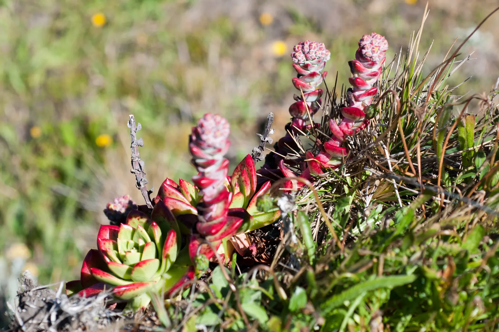 Bluff Lettuce (Dudleya Farinosa) — the Dudleya farinosa sends up flowering stalks that can stand up to two feet tall; the Live Forever, Dudleya farinosa, is a