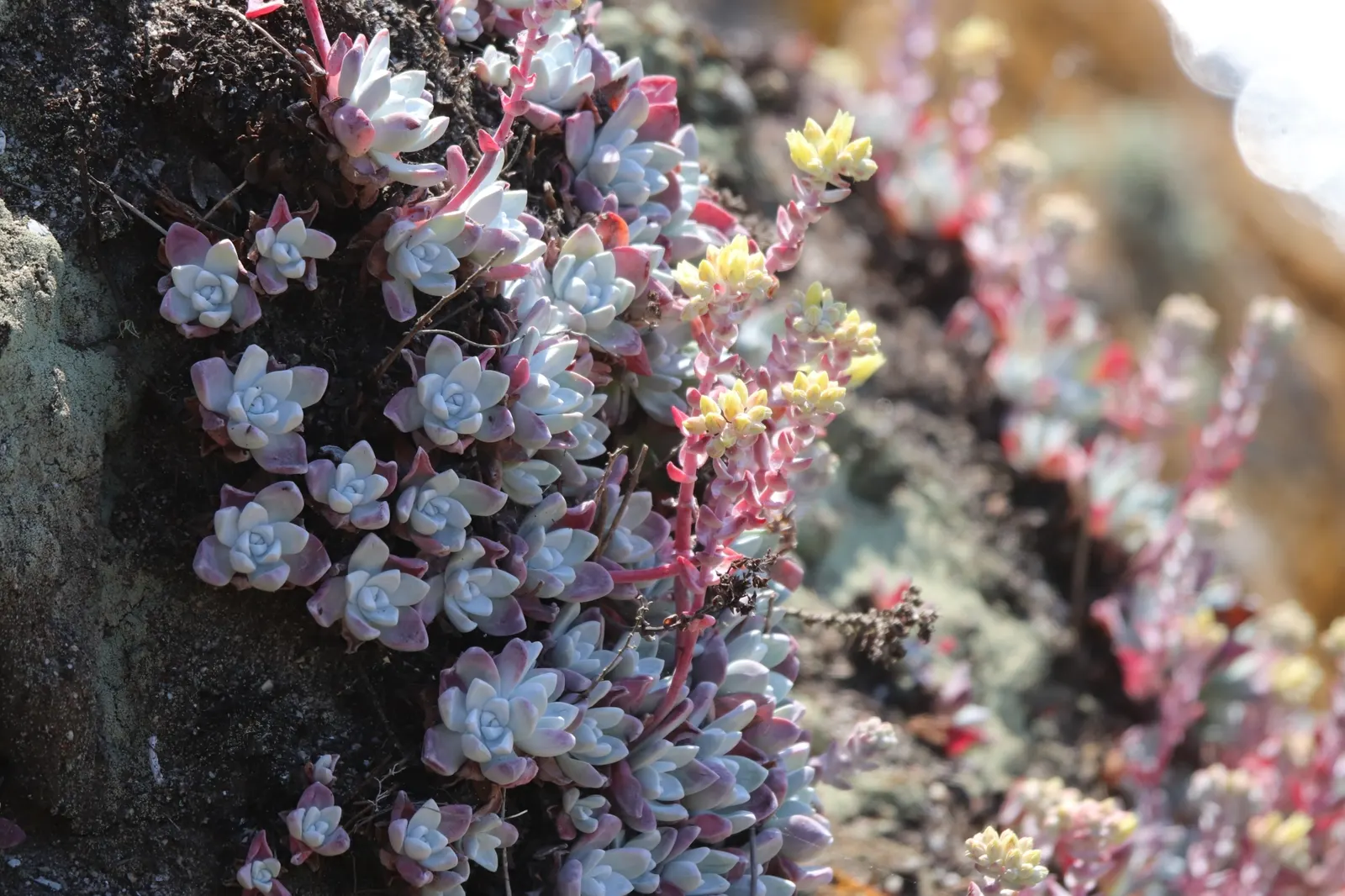 Bluff Lettuce (Dudleya Farinosa) — red flowers in the garden; is an evergreen perennial succulent native to the coastal cliffs and hills of the western United