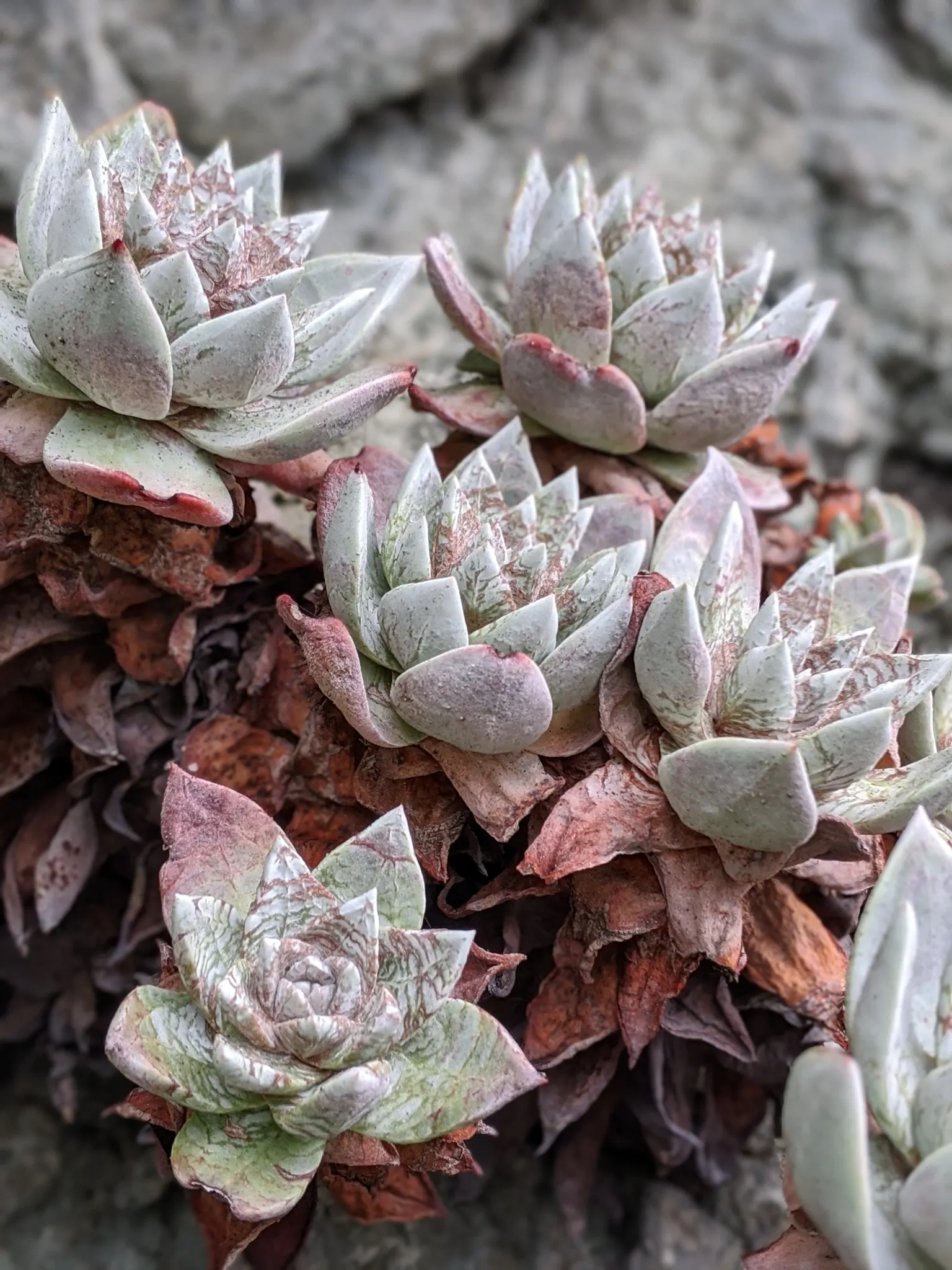 Bluff Lettuce (Dudleya Farinosa) — which contributes to its characteristic chalky blue-green hue; from late spring to early summer
