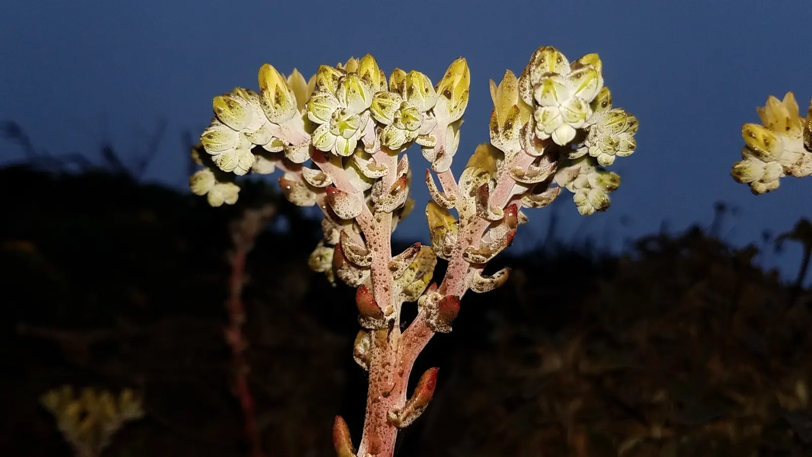 Bluff Lettuce (Dudleya Farinosa) — These rosettes feature fleshy, spoon-shaped leaves with a powdery coating