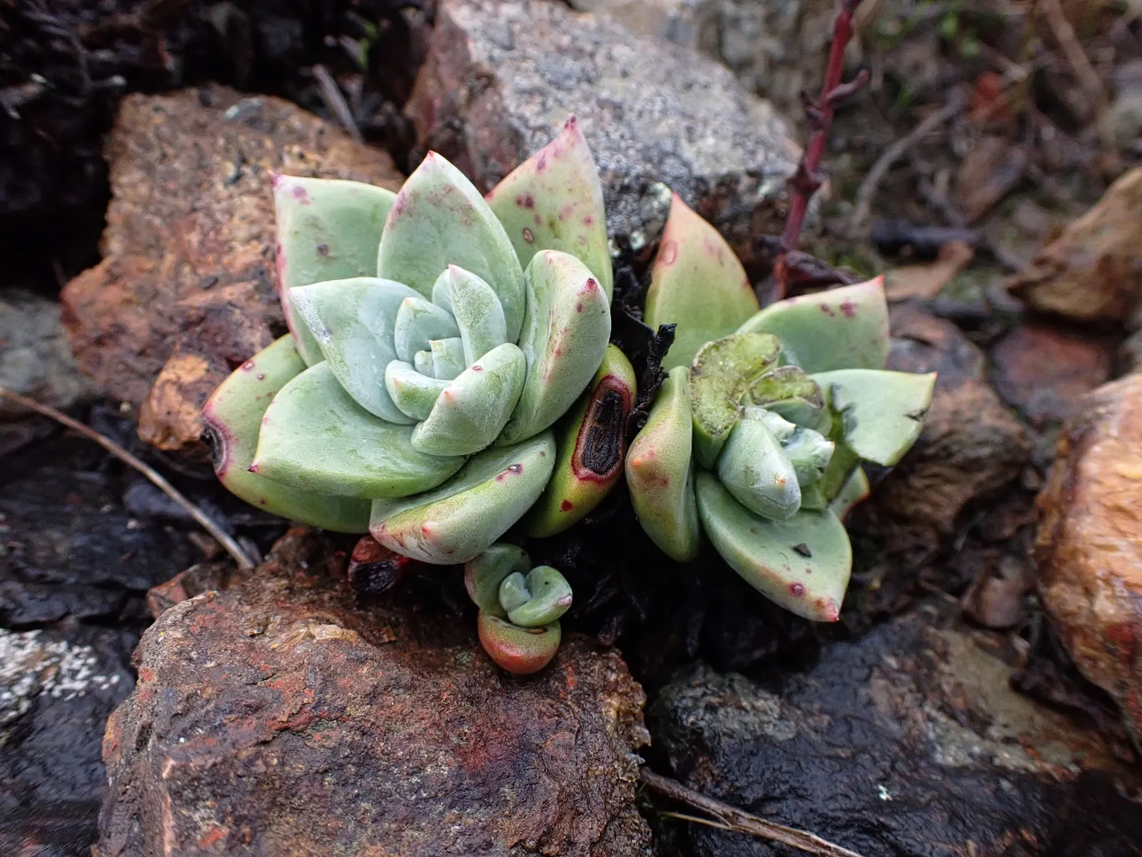 Bluff Lettuce (Dudleya Farinosa) — To ensure adequate drainage and prevent root rot; this distinctive plant is celebrated for its low-maintenance qualities and