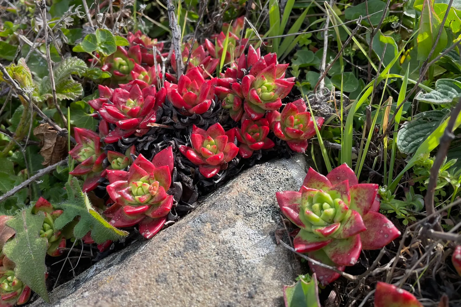 Bluff Lettuce (Dudleya Farinosa) — from late spring to early summer; perfectly suited for xeriscaping or rock gardens