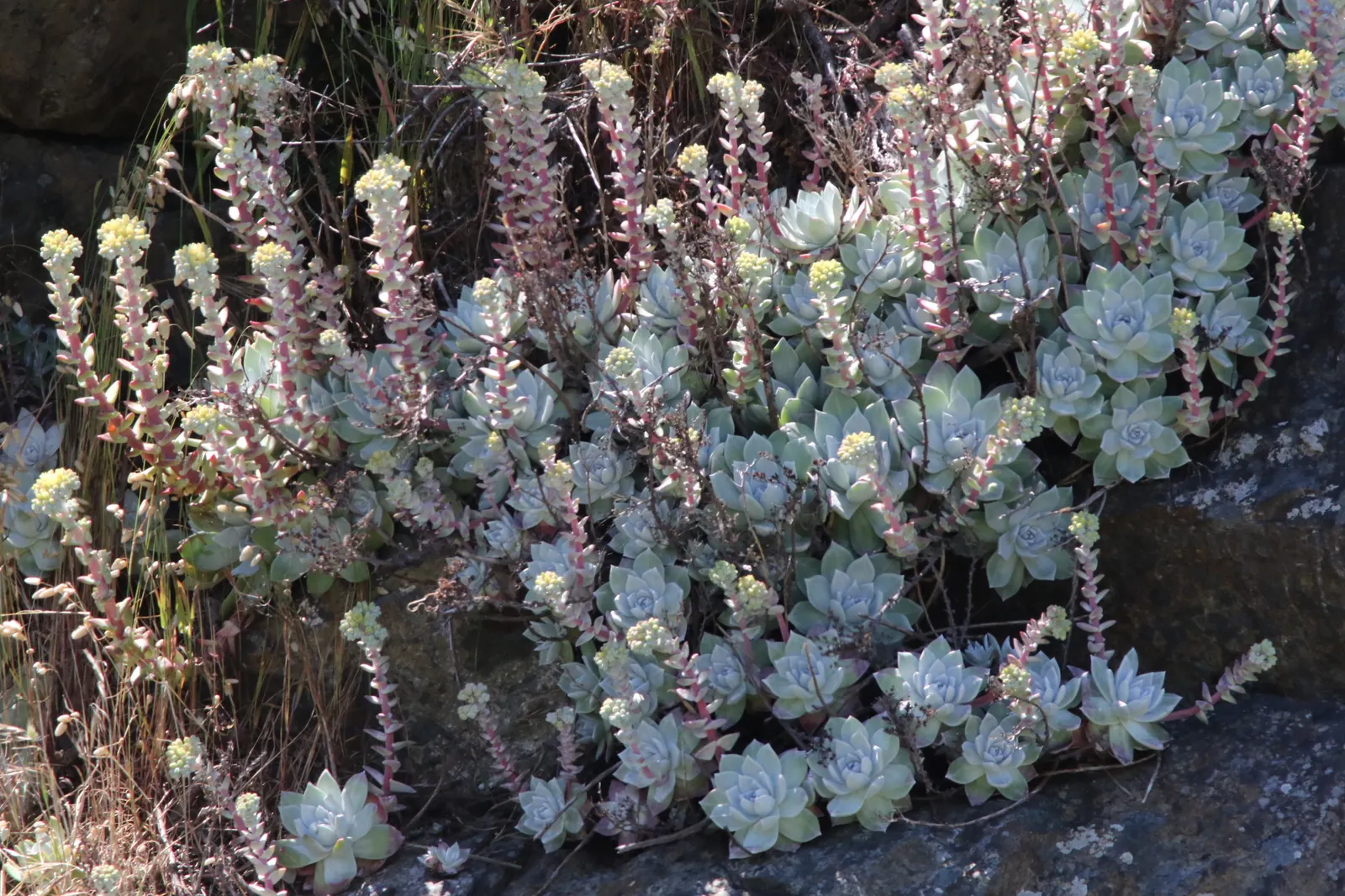 Bluff Lettuce (Dudleya Farinosa) — These rosettes feature fleshy, spoon-shaped leaves with a powdery coating; the stalks showcase clusters of, image 46