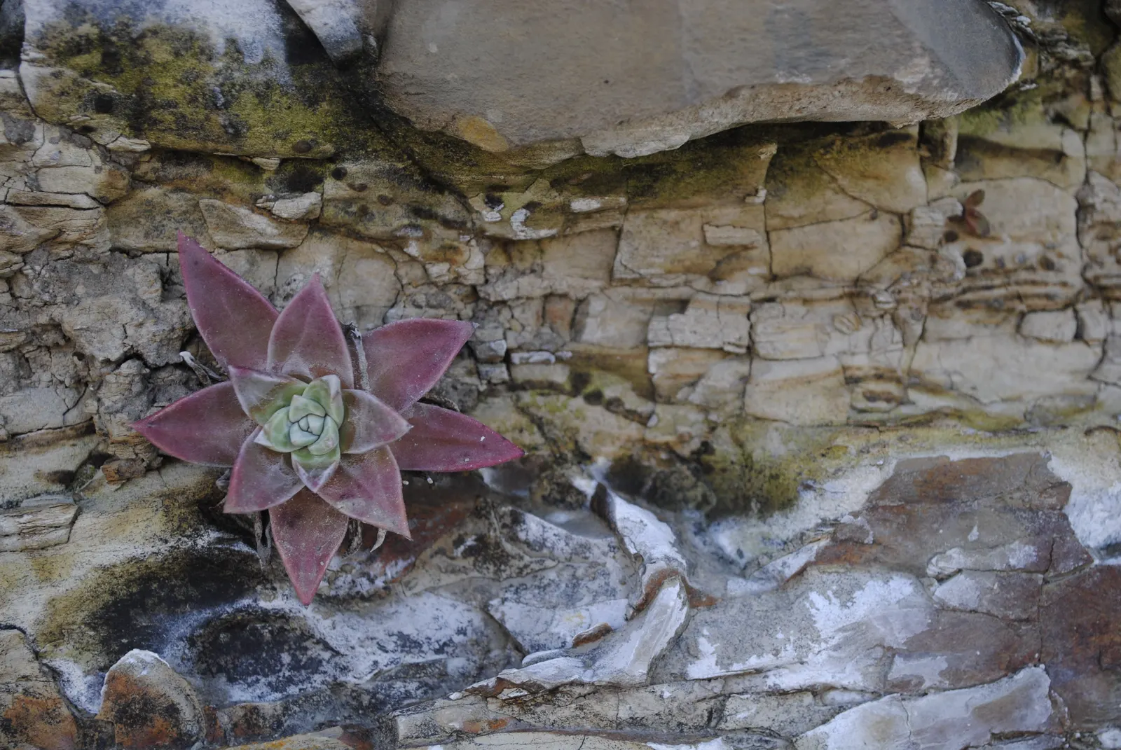 Bluff Lettuce (Dudleya Farinosa) — succulent for full or half; due to its easy care and dramatic visual appeal, image 66